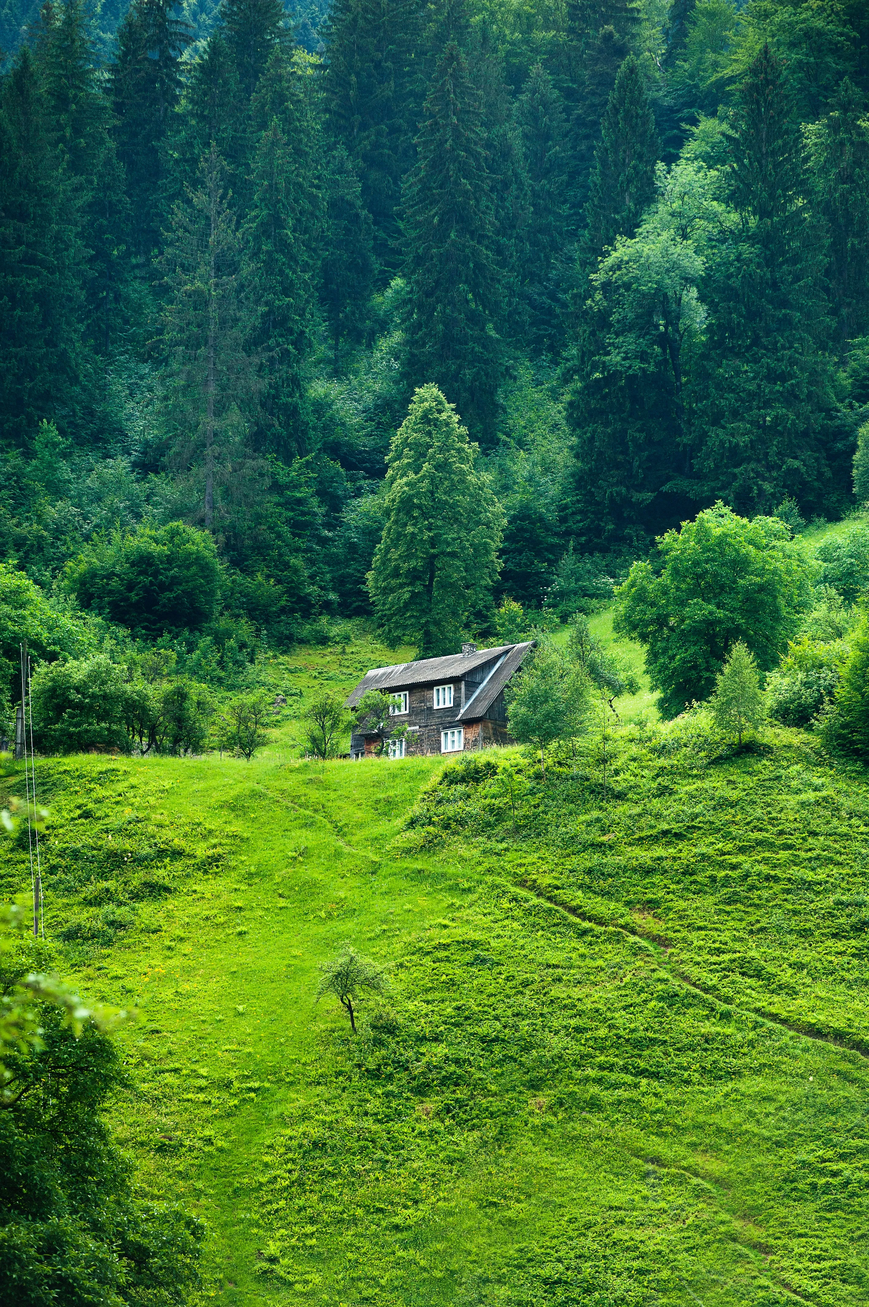 Green Mountain Field under Bright Summer Sun Wallpaper