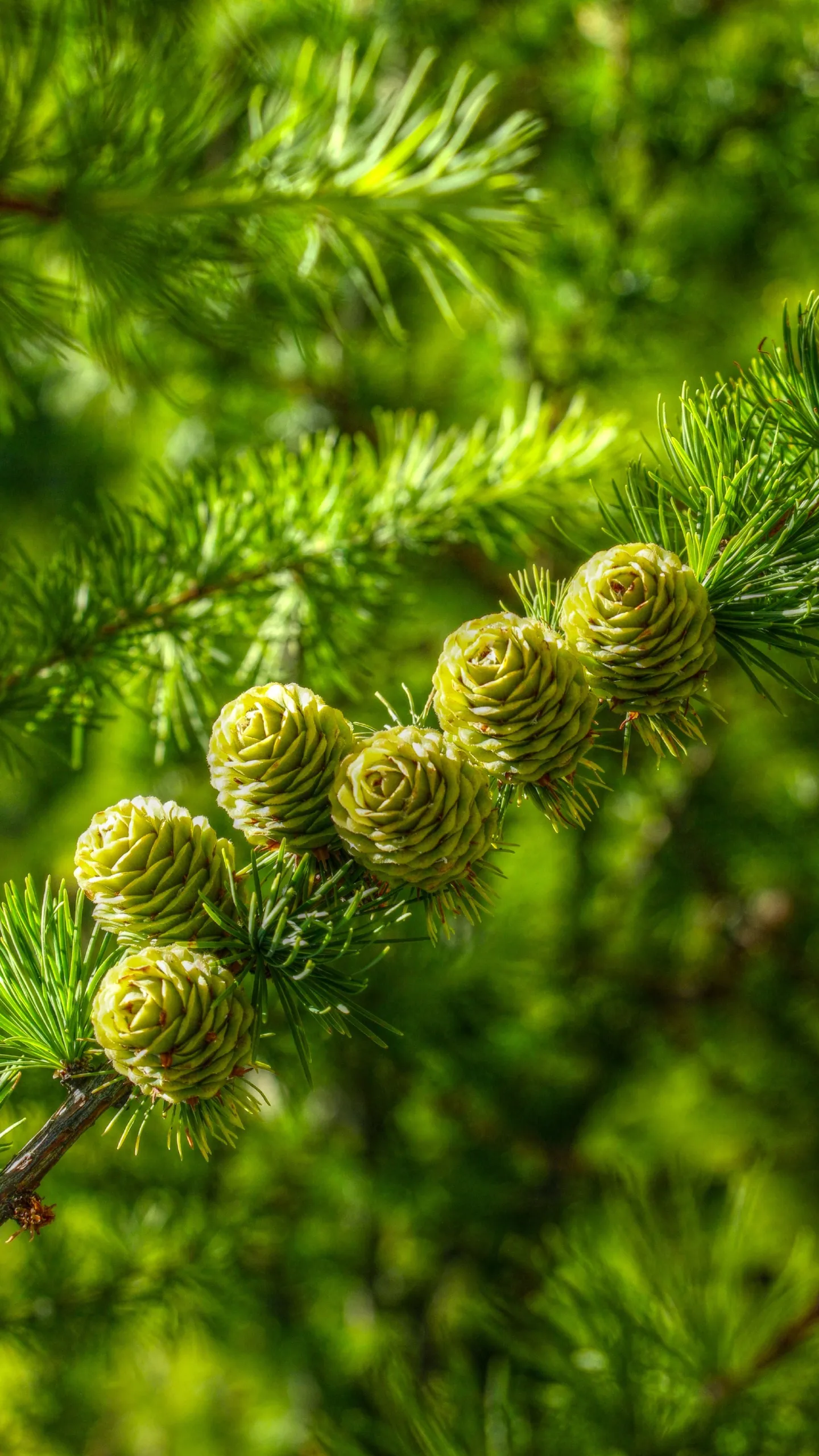Green Plant Closeup with Fuzzy Seed Pods in Nature 4K