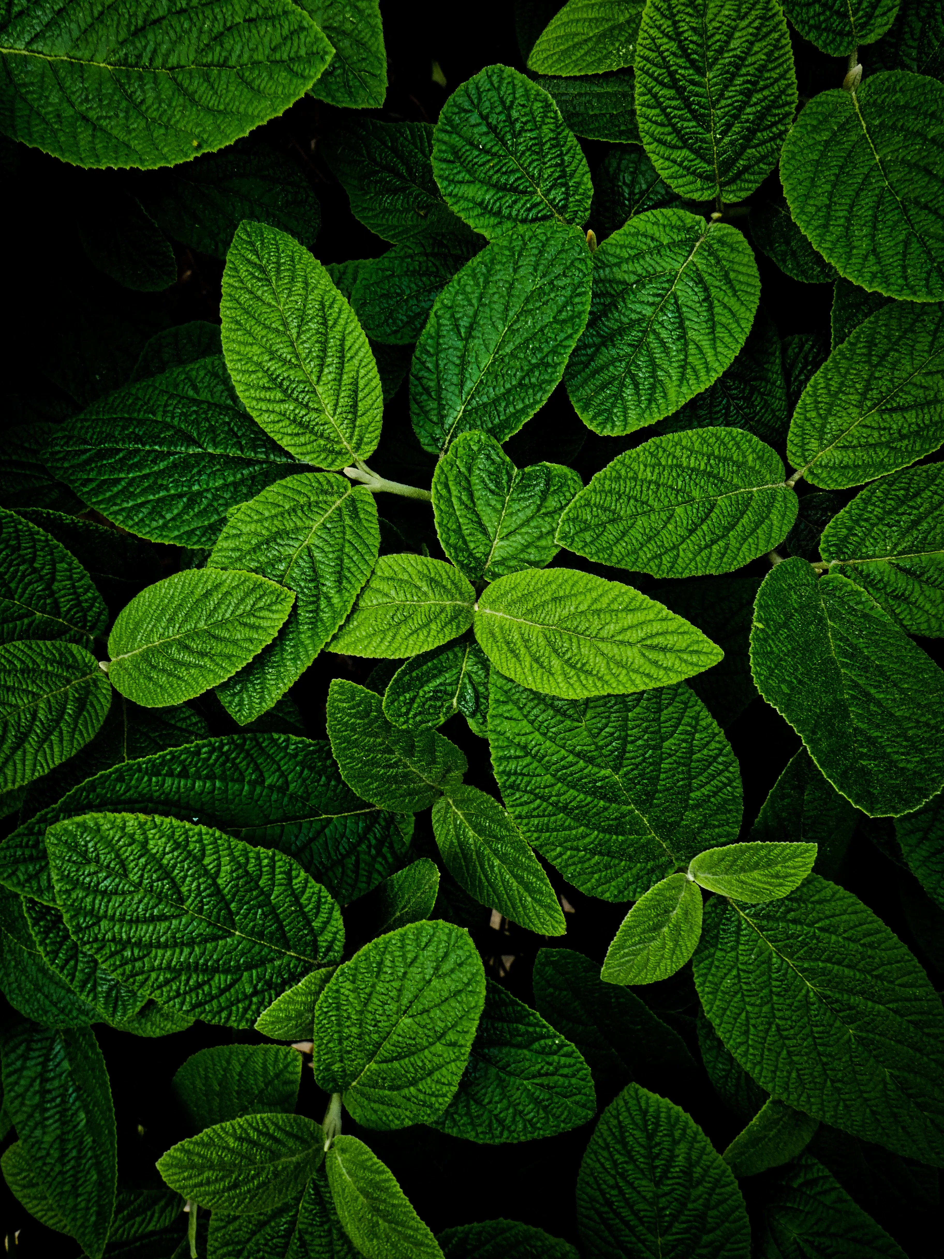 Green Plant Leaves in Soft Morning Sunlight Wallpaper