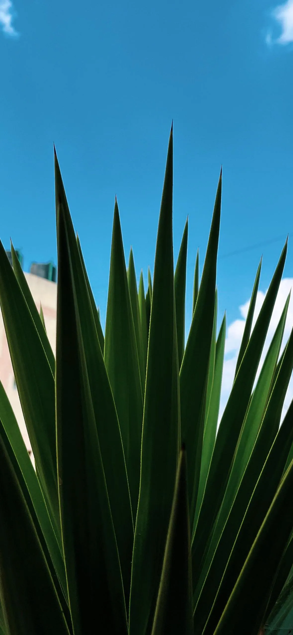 Green Plant Leaves Minimal Nature Mobile Wallpaper