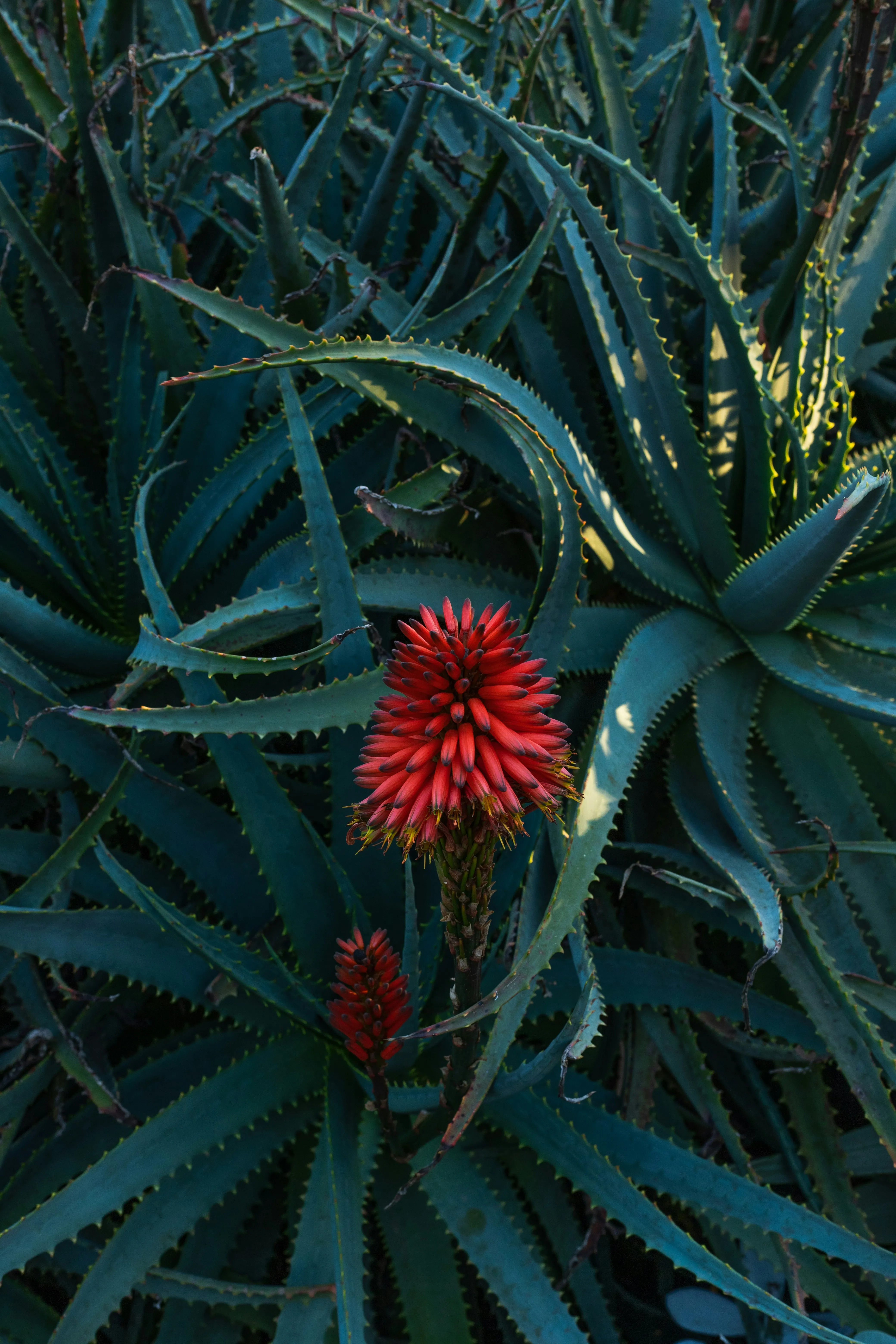 Green Plant with Red Flower in Soft Focus HD Photography