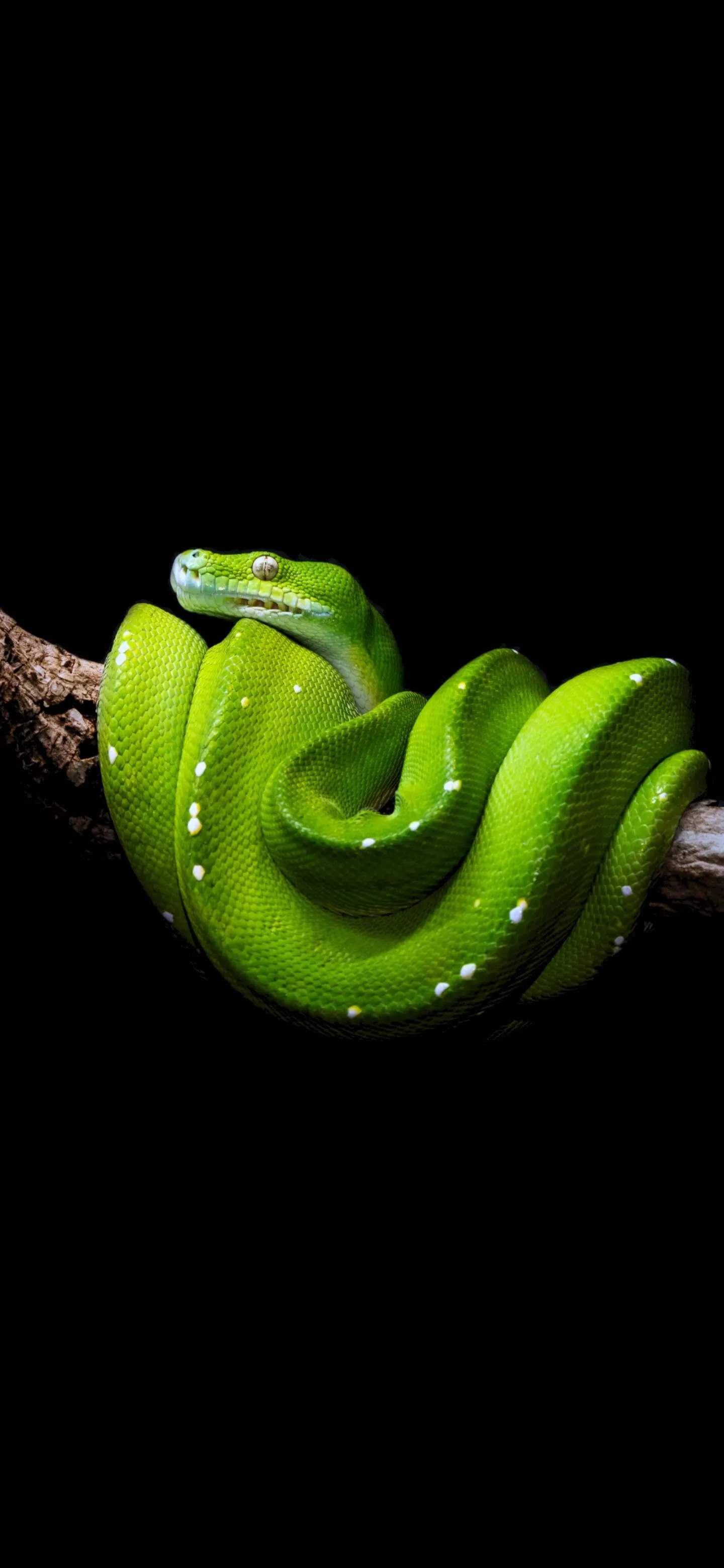 Green Snake Minimal Wallpaper for Stylish Phones Wallpaper