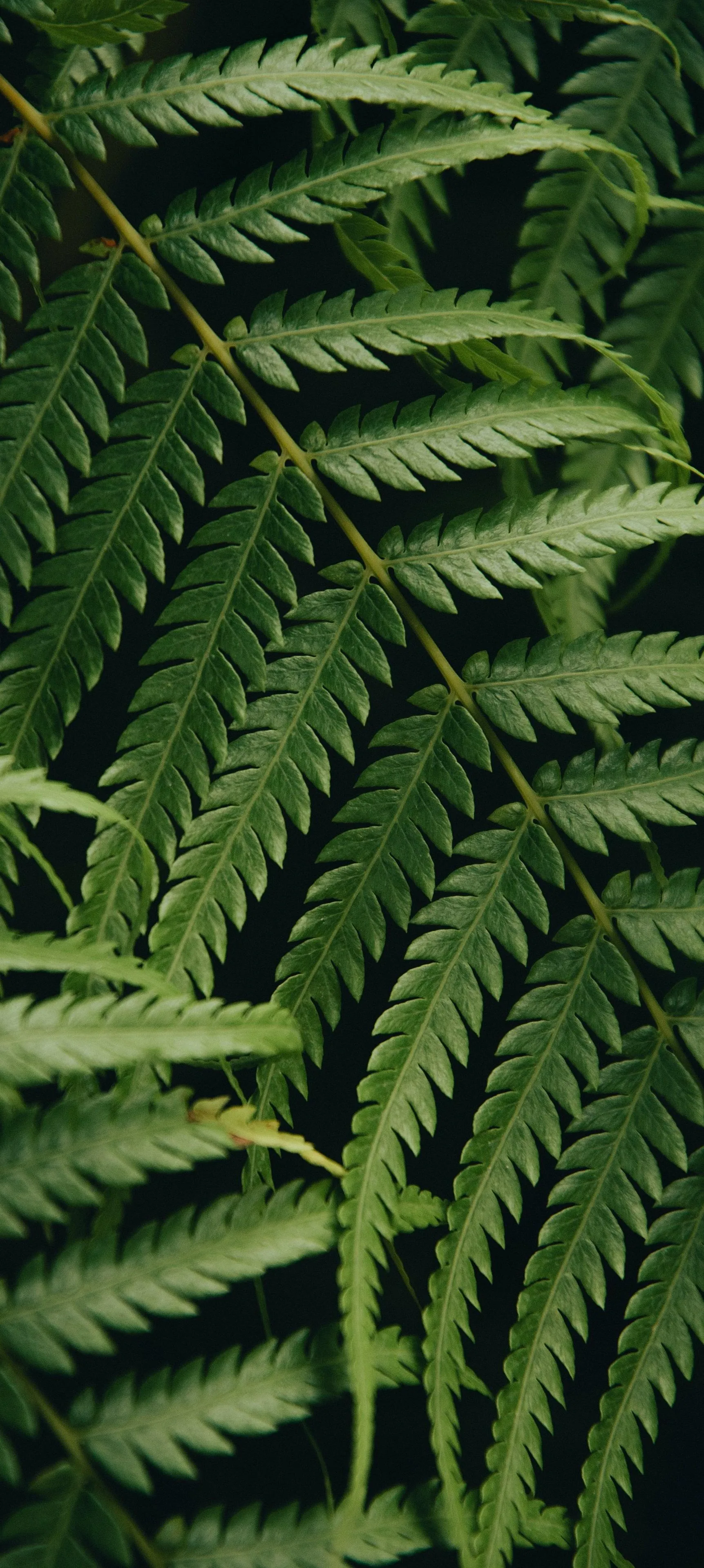 Green Tropical Fern Leaves in Natural Sunlight Wallpaper