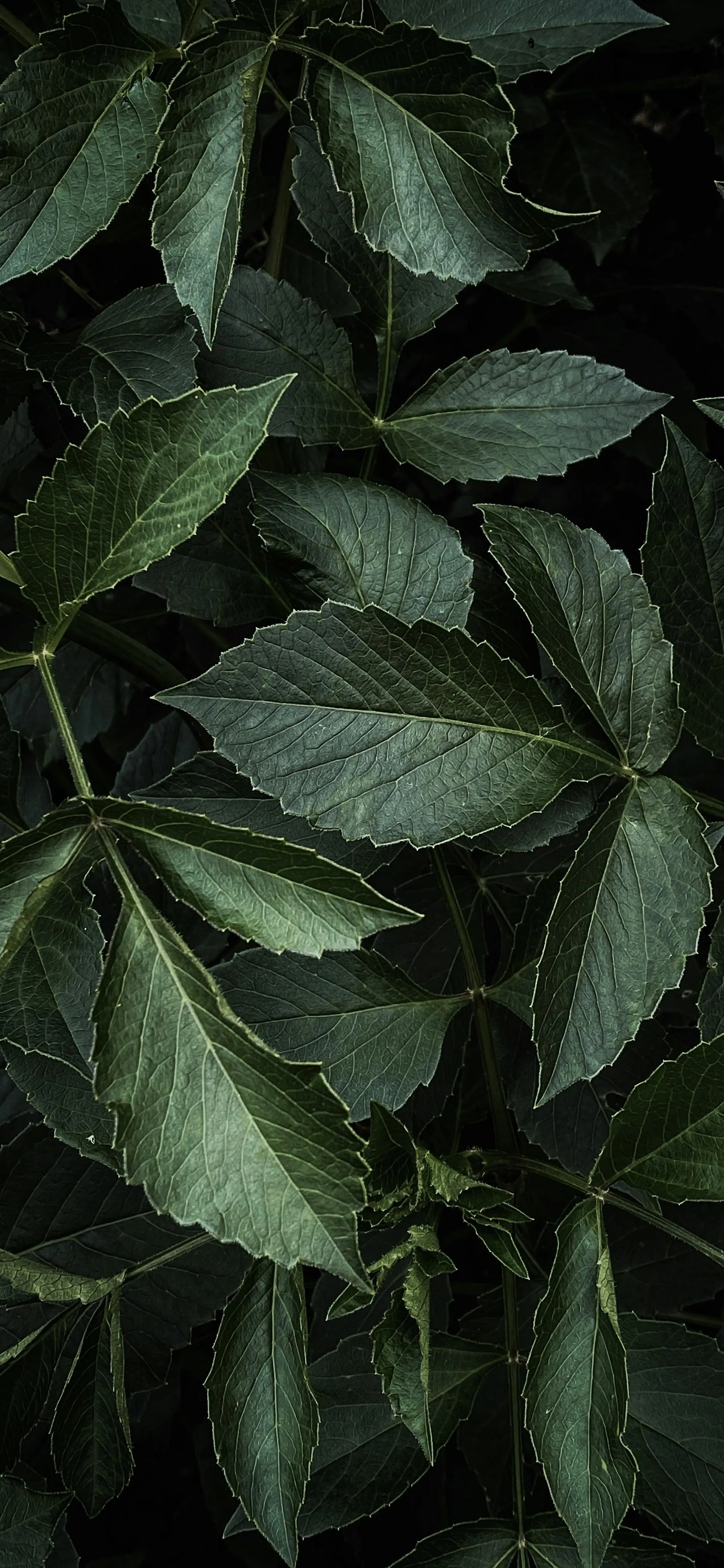 Green Tropical Leaves Close Up Background Wallpaper