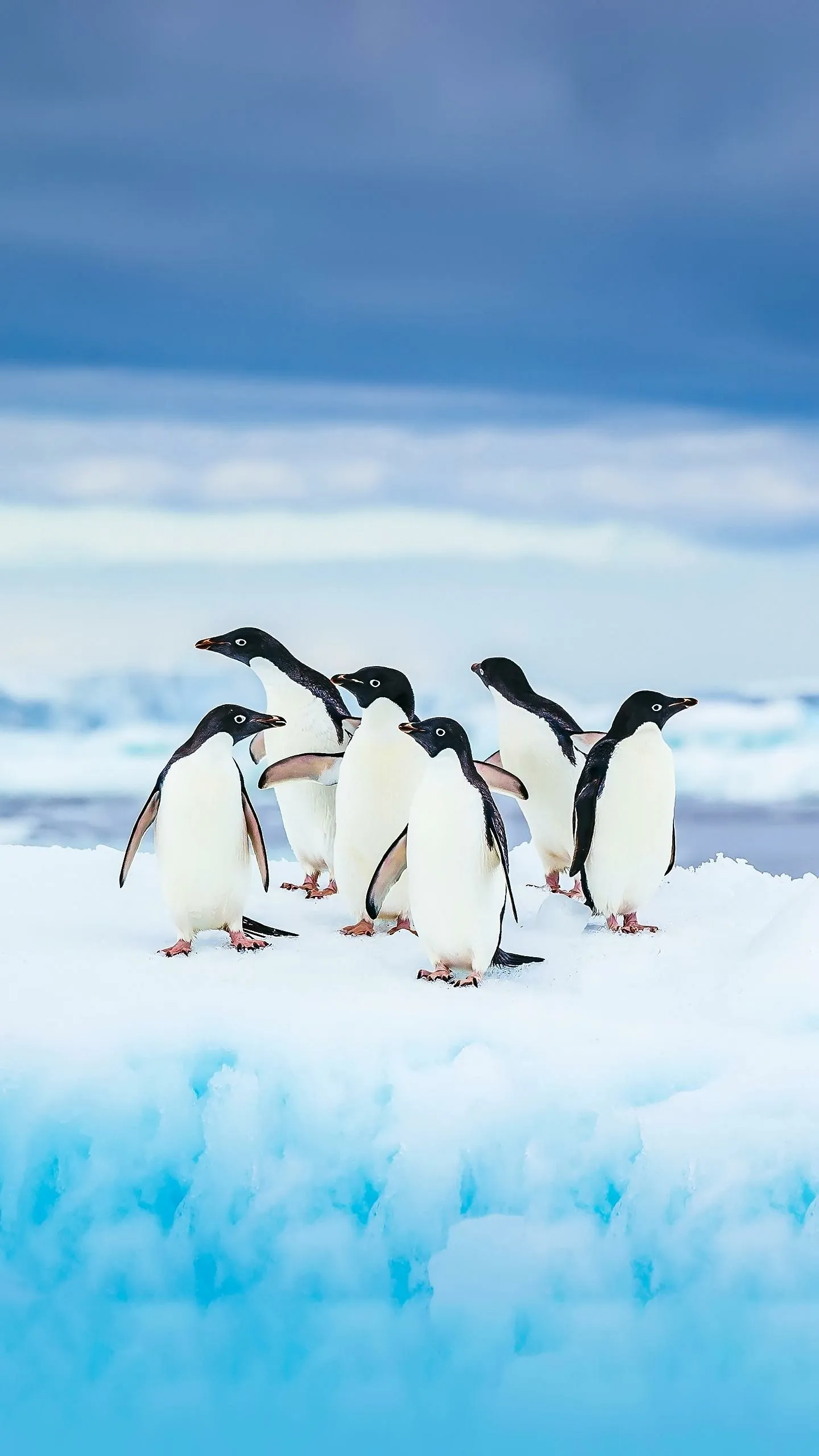 Group of Penguins Standing on Ice in Antarctica Wallpaper