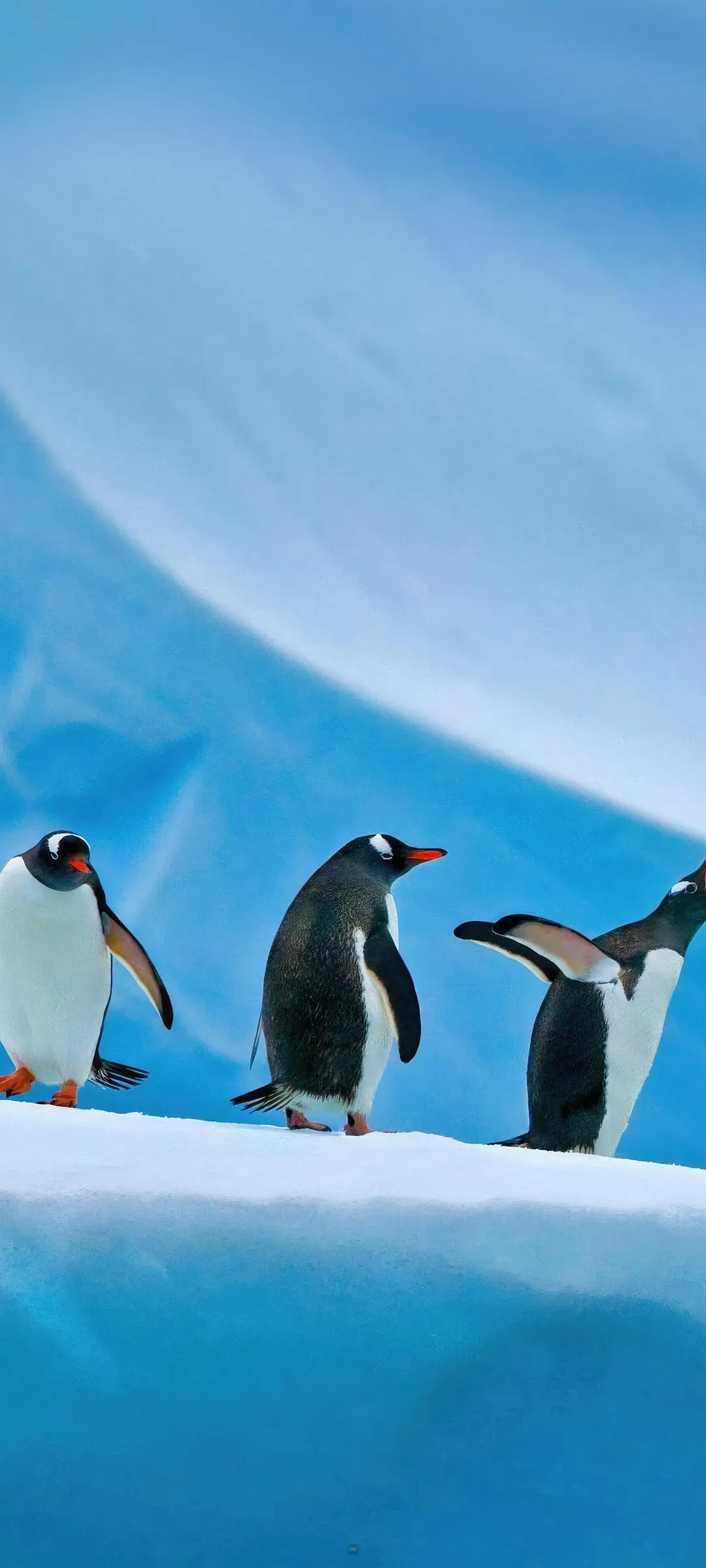 Group of Penguins Walking on Ice Under Clear Blue Sky