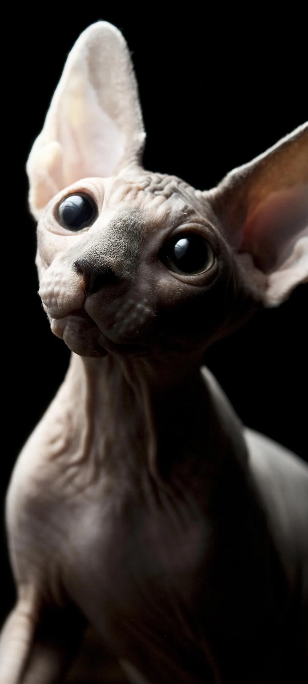 Hairless Cat Portrait on Black Minimal Pet Photography
