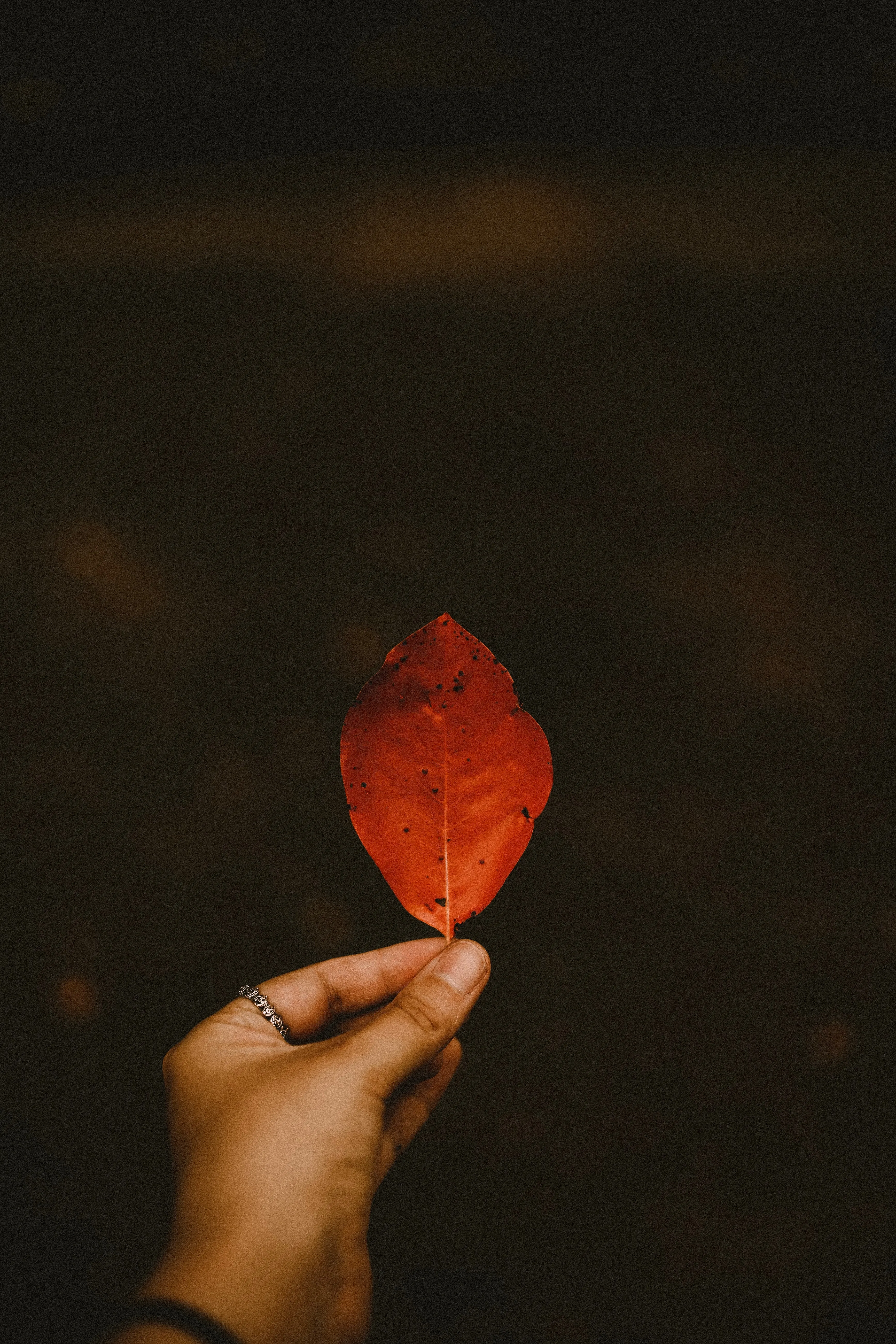 Hand Holding Red Leaf against Dark Autumn Background