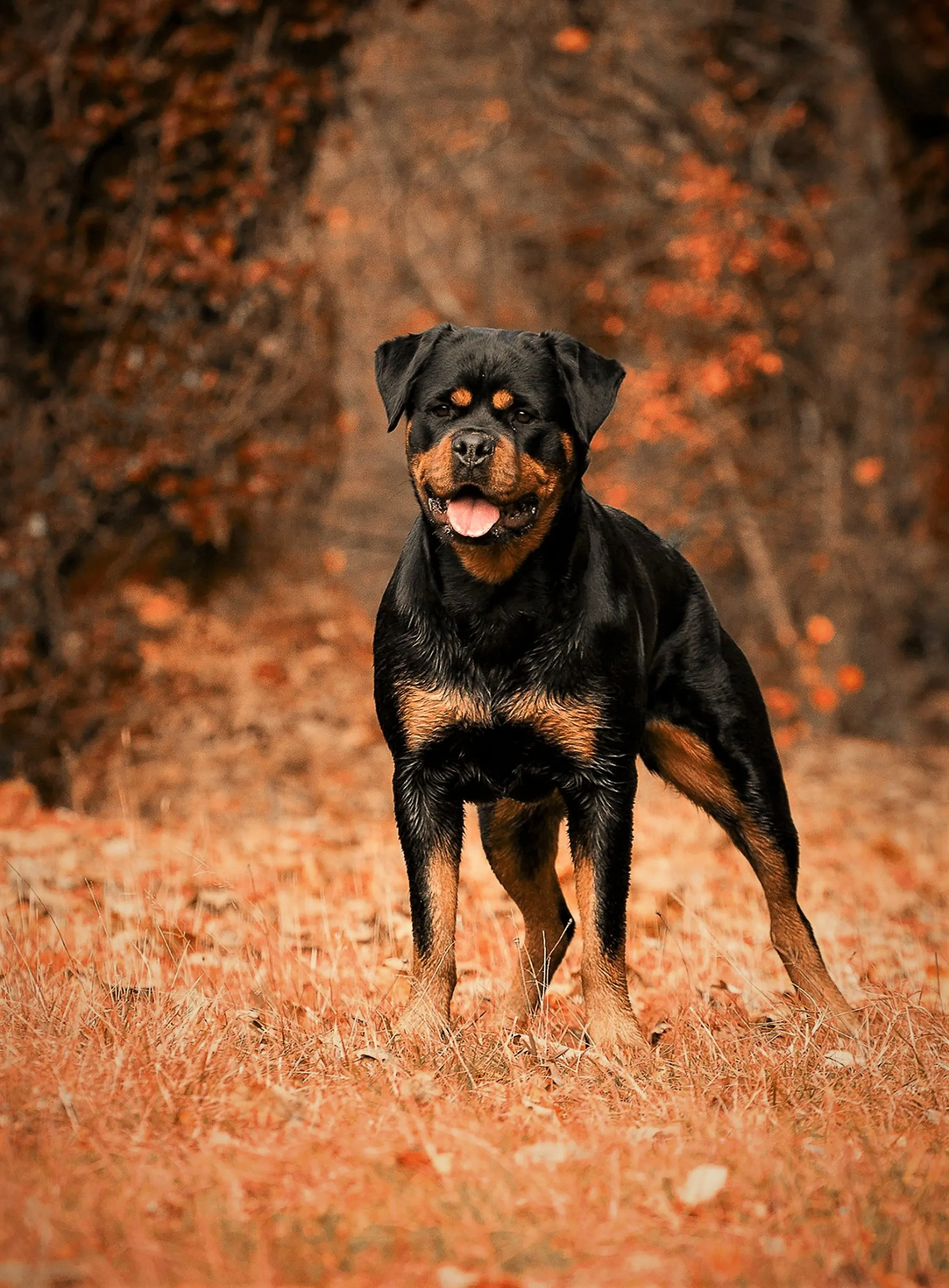 Happy Dog Standing on Dirt Trail in Warm Sunlight Wallpaper