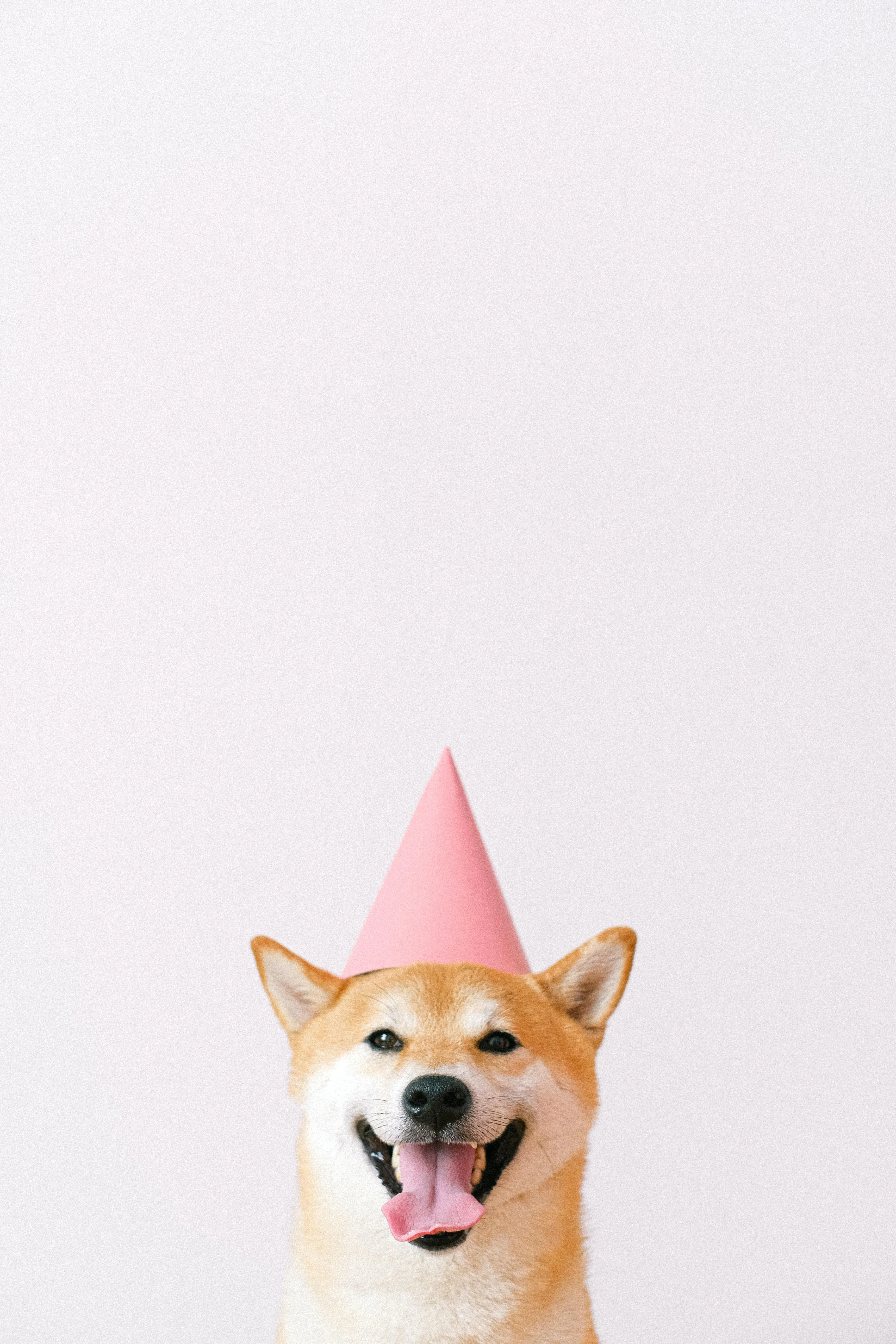 Happy Dog Wearing a Party Hat on White Wall Background