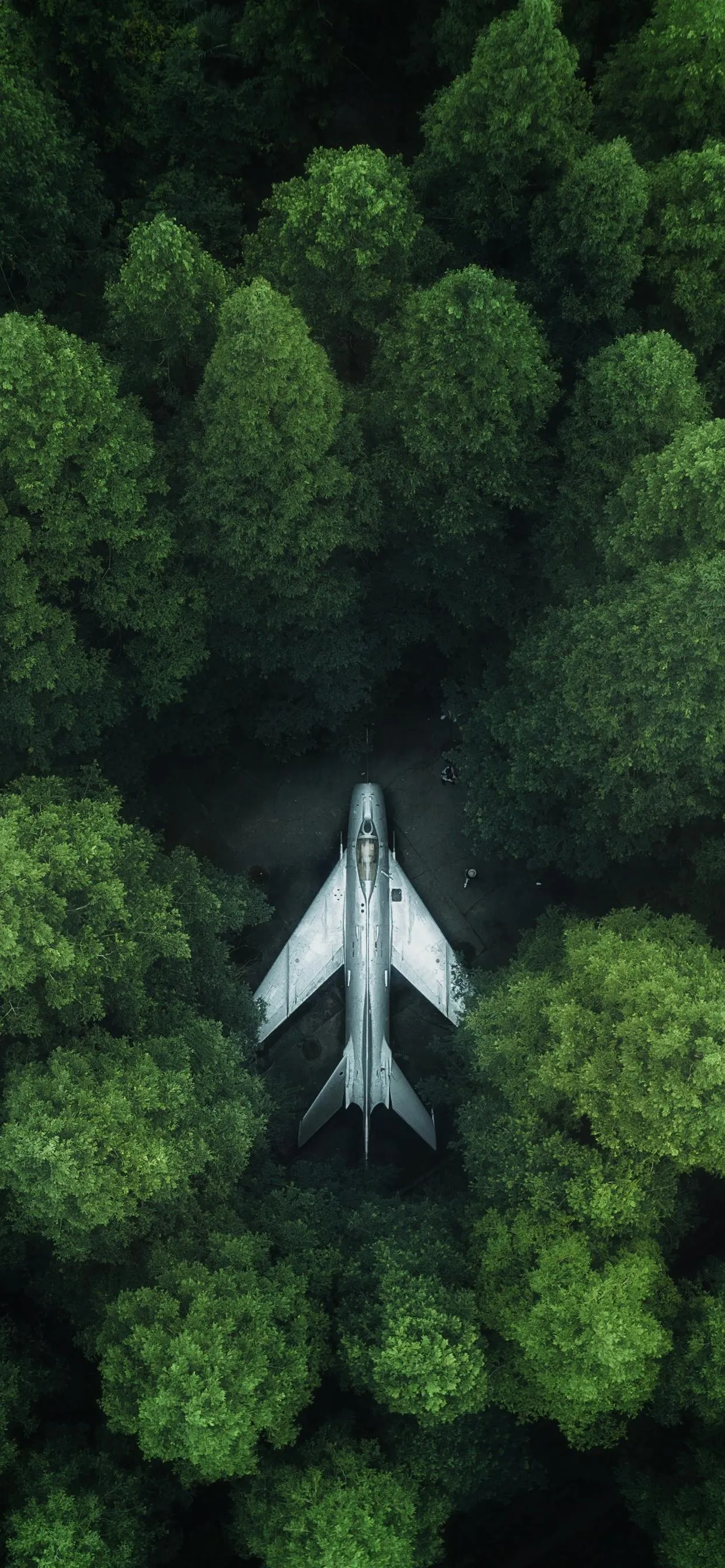 Jet Flying Over Dense Green Forest in Clear Daylight