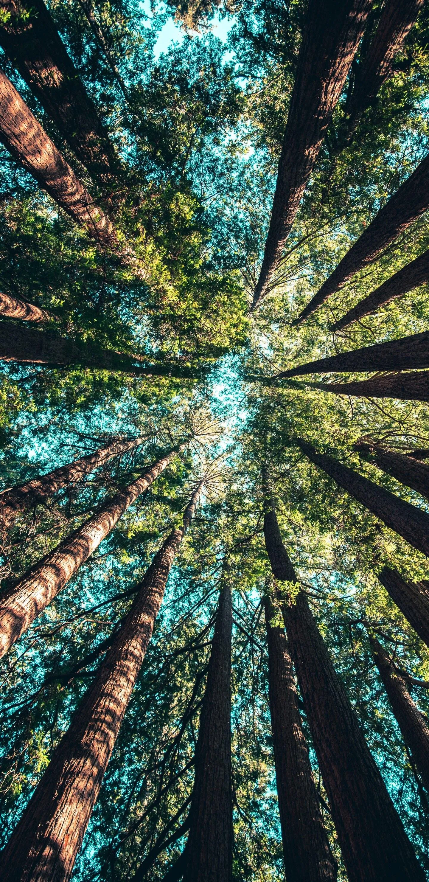 Kaleidoscope of Green Forest Trees from Ground View