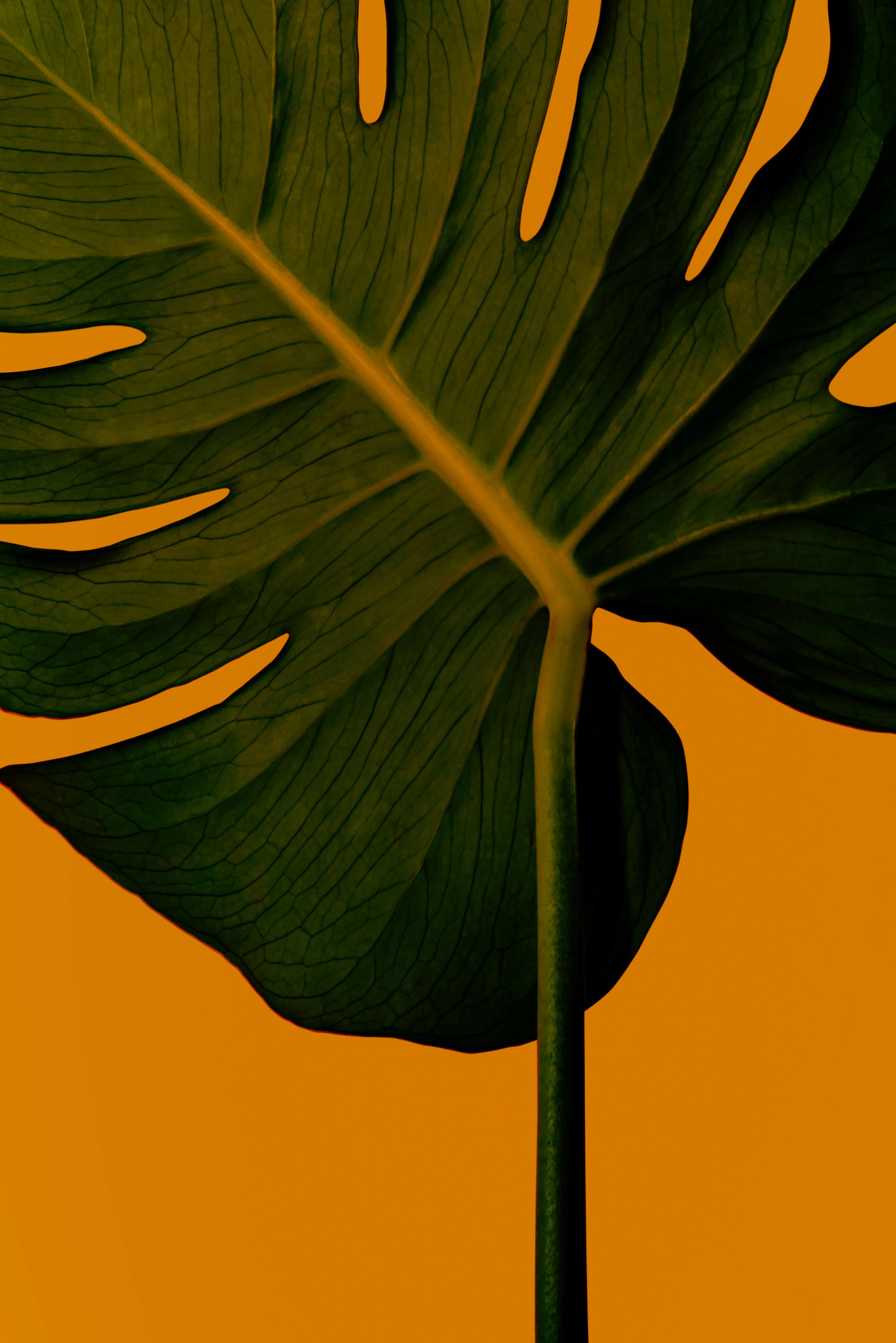 Large Tropical Leaf Standing Bright Against a Yellow Wall