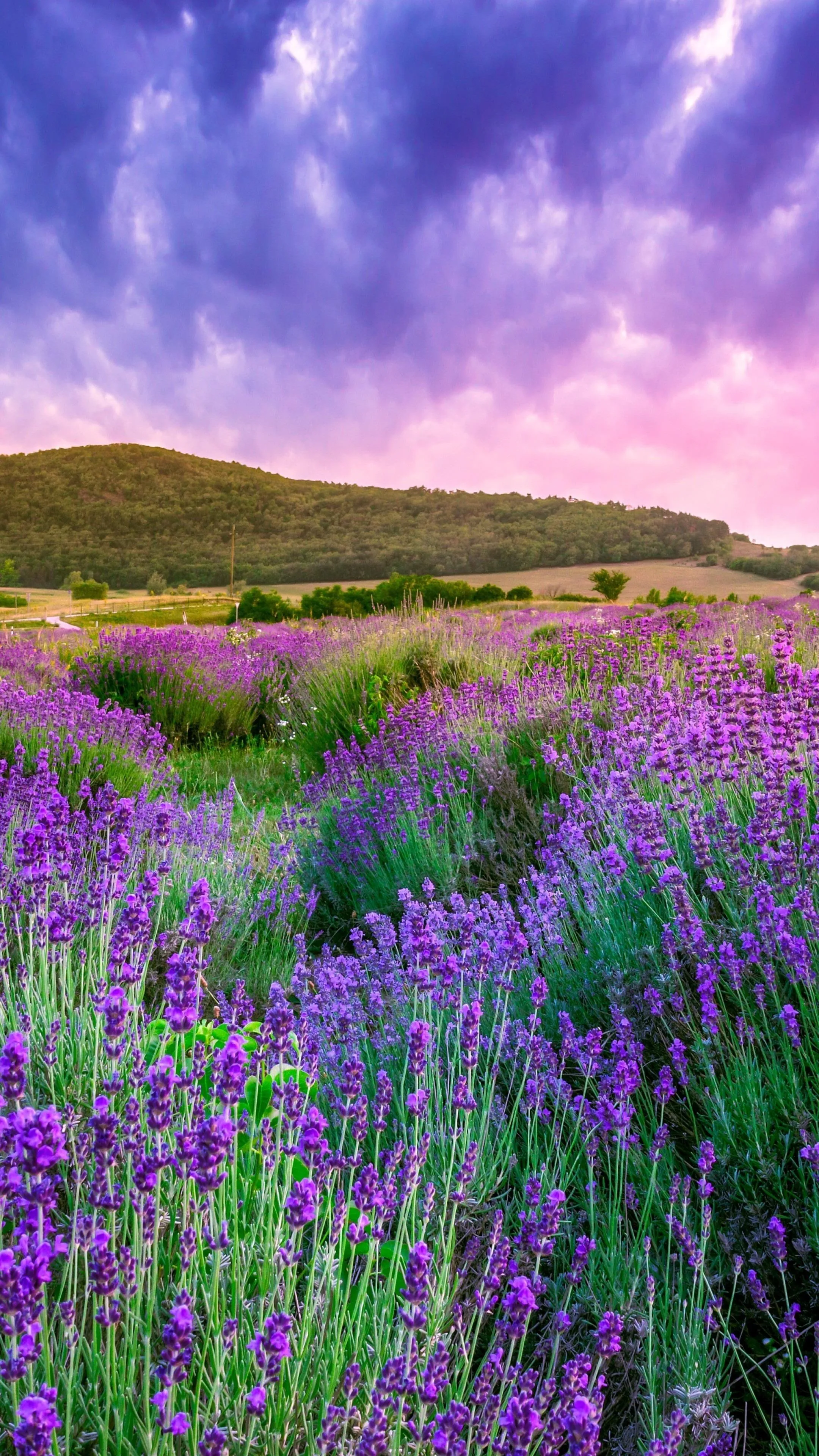 Lavender Field in Bloom Under Beautiful Blue Sky Wallpaper