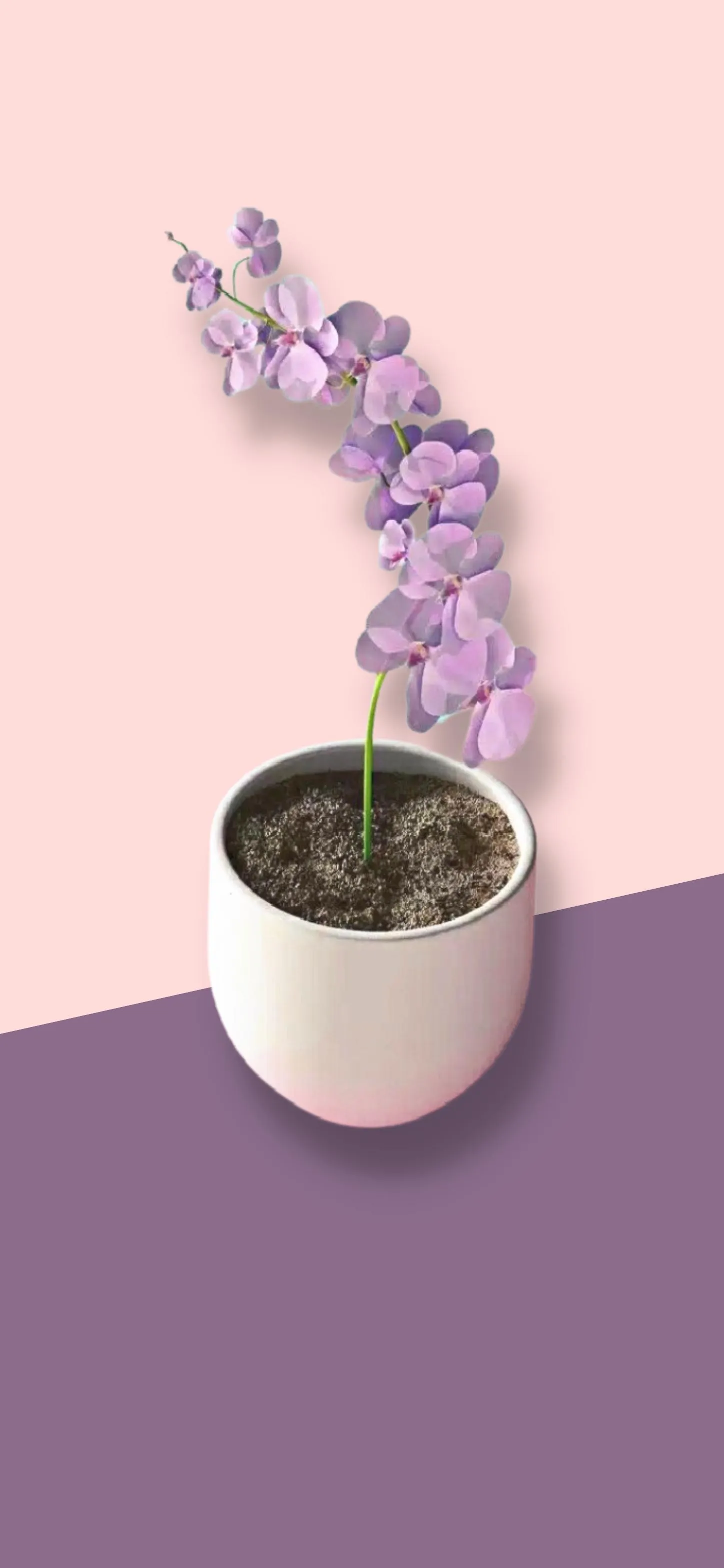 Lavender Flower in Soft Purple Studio Light Wallpaper