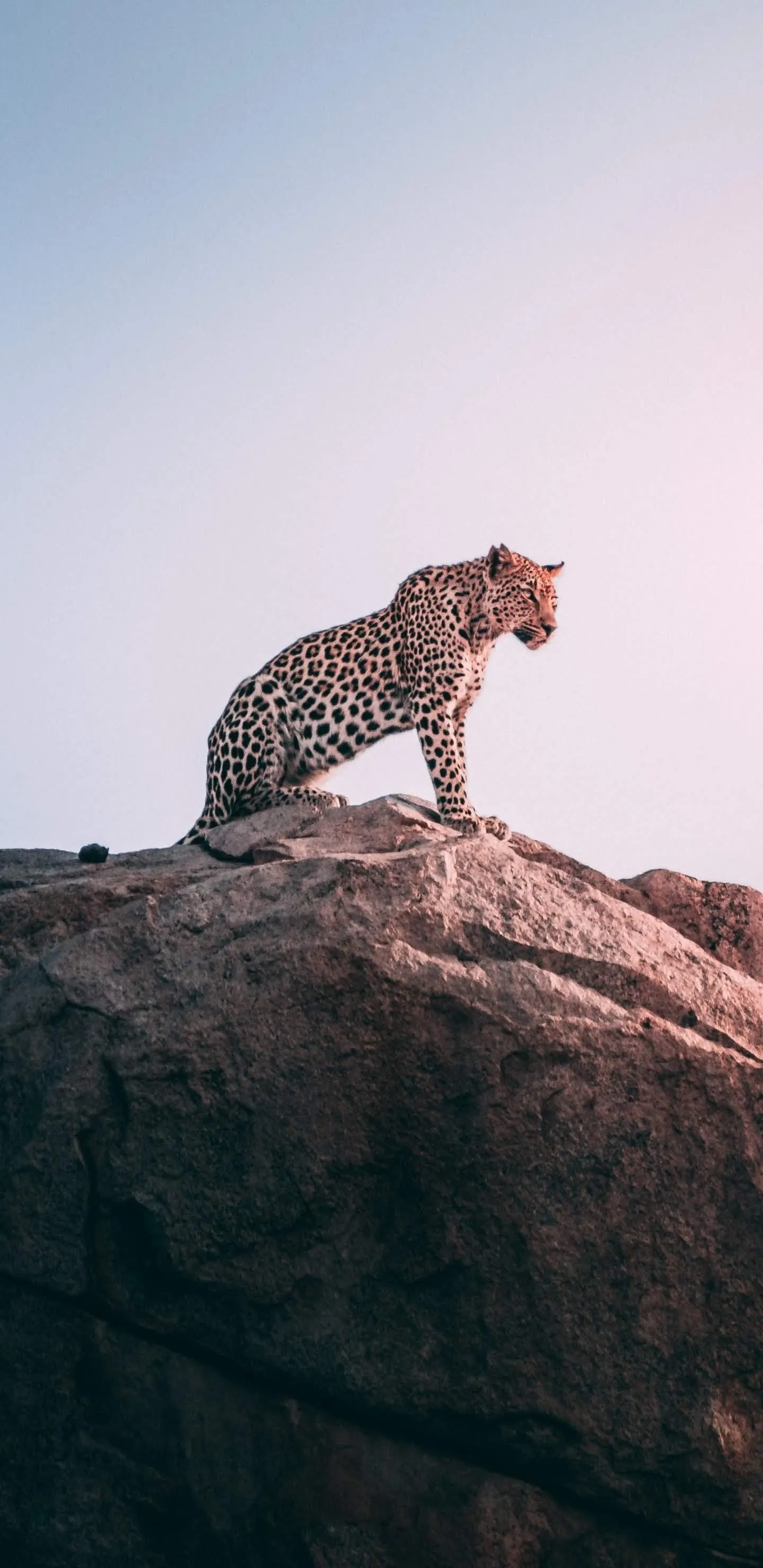 Leopard Sitting Proudly on Rocky Cliff Edge Wallpaper