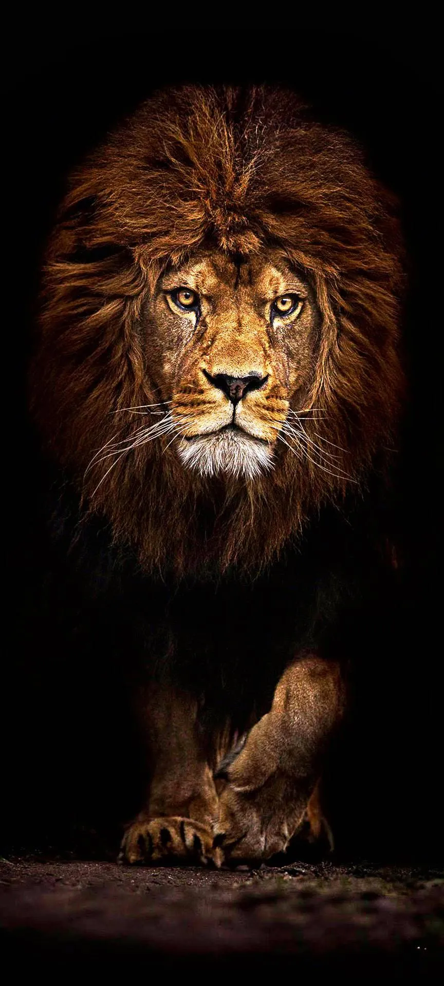 Lion Walking Portrait Artistic HD Mobile Background
