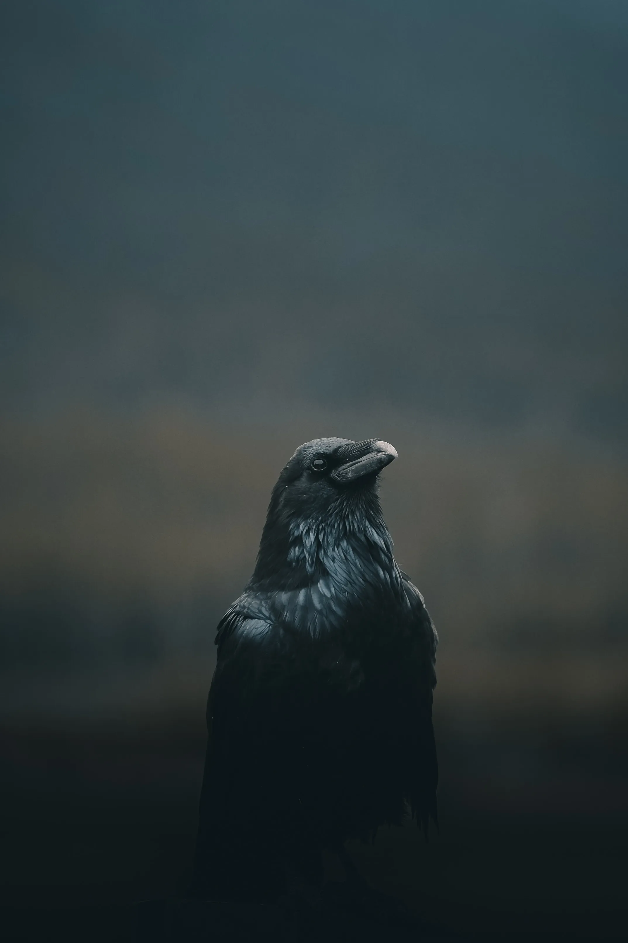 Lone Crow in Dark Mist Art Shot for Xiaomi 14 Ultra