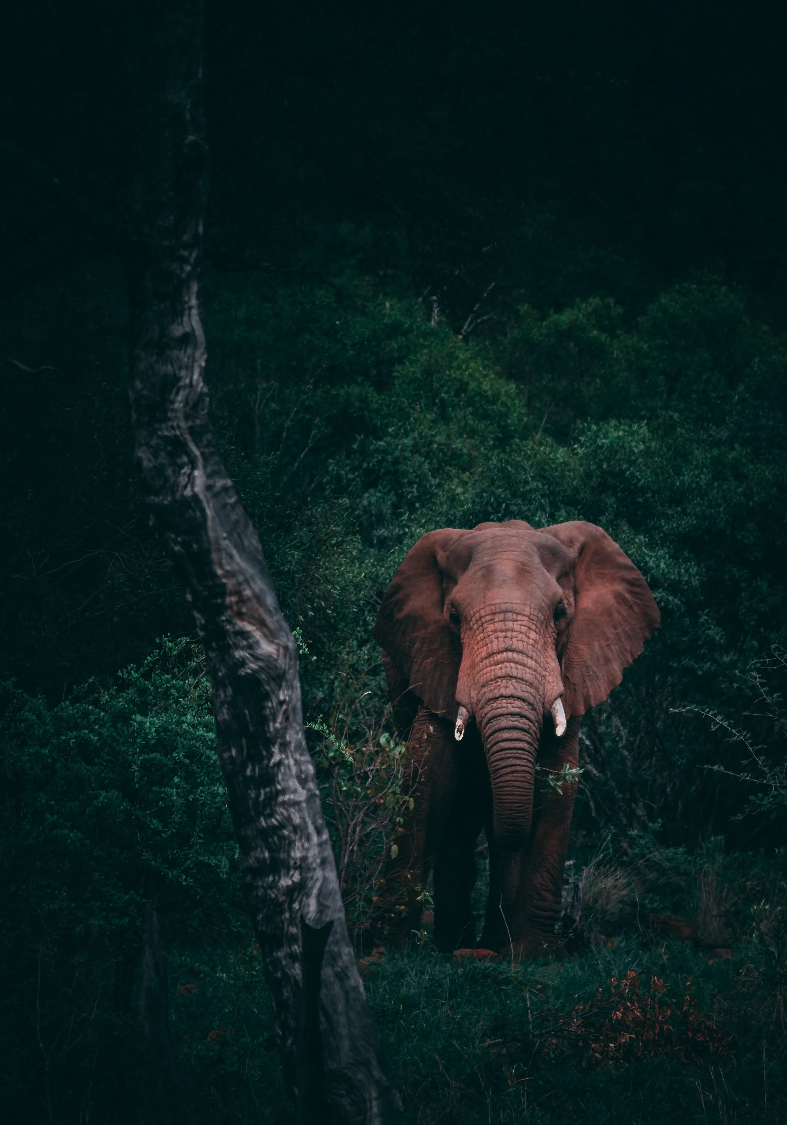 Lone Elephant Standing in Dense Green Forest at Dusk