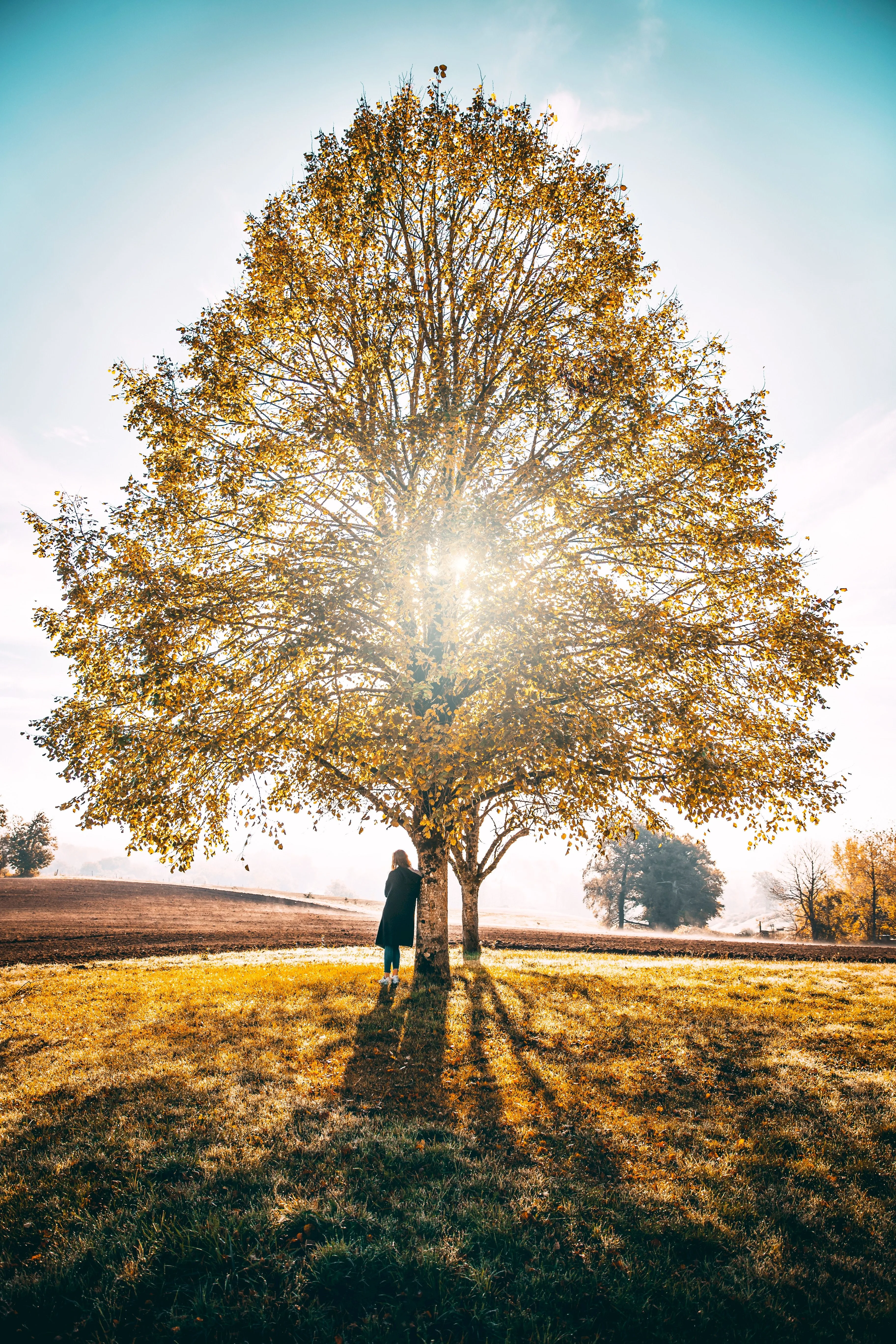 Lone Tree in Open Field under Blue Sky Light Wallpaper