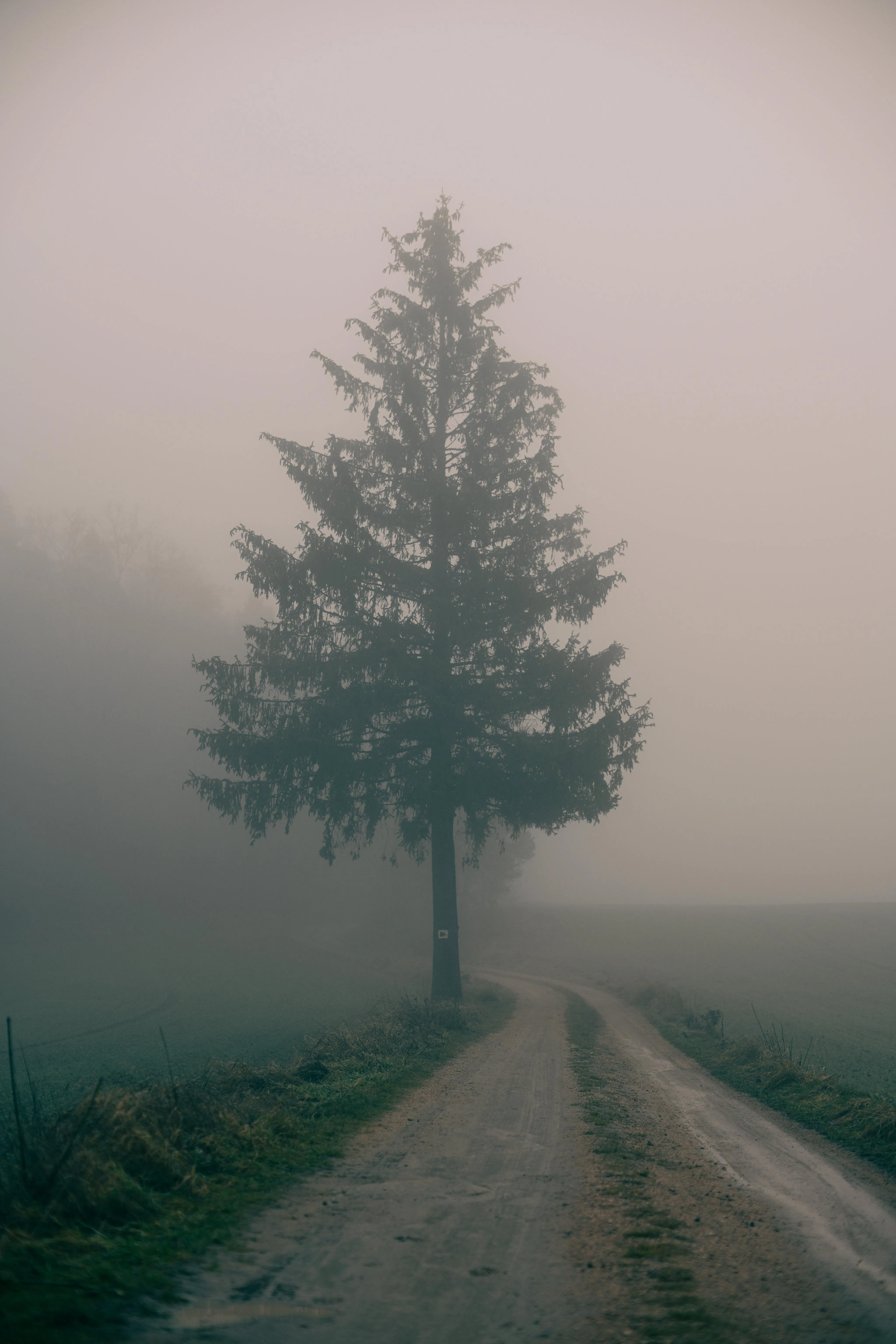Lone Tree on Foggy Pathway Surrounded by Misty Forest