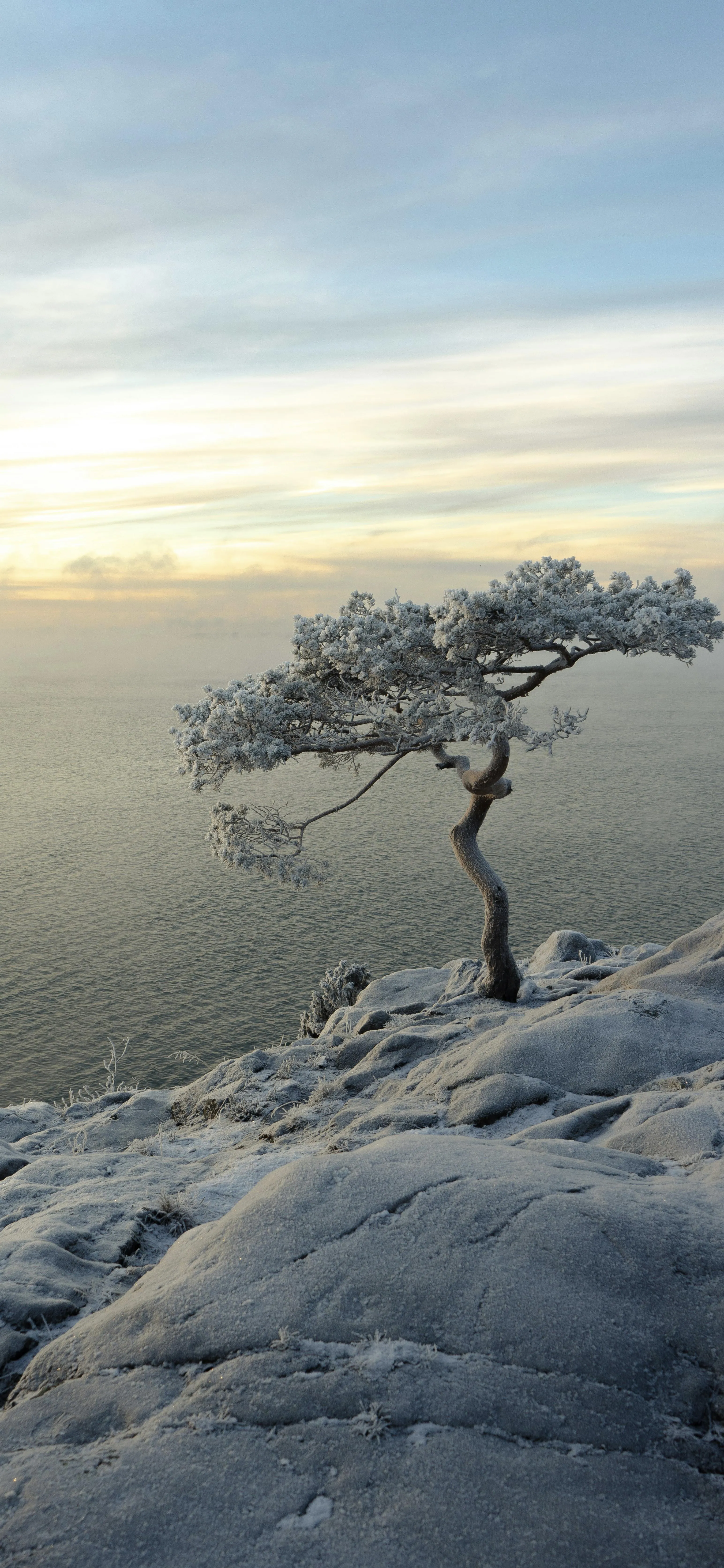 Lone Tree on Snow Covered Mountain Cliff Free HD Wallpaper