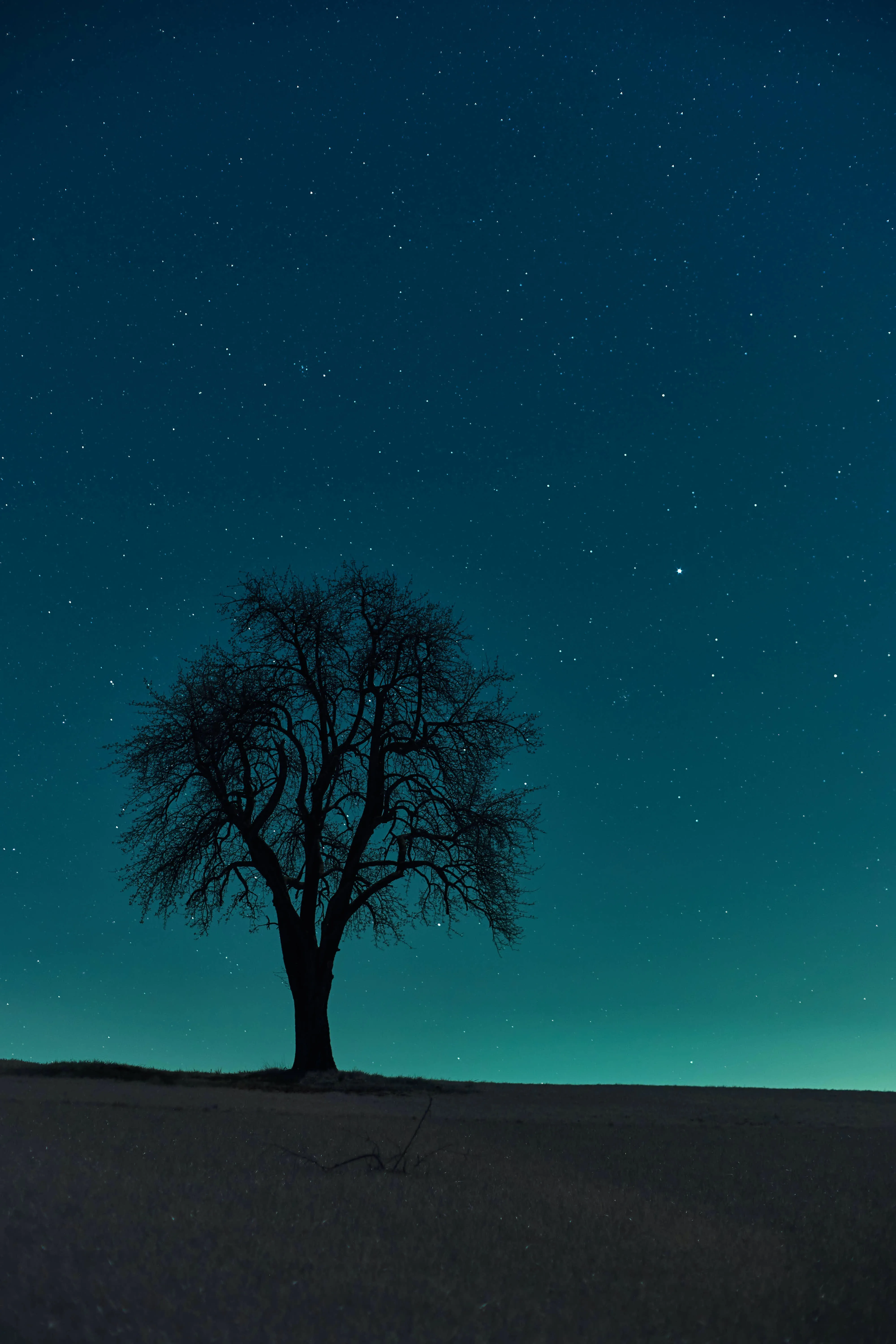 Lone Tree under Twilight Sky Minimal Landscape Wallpaper