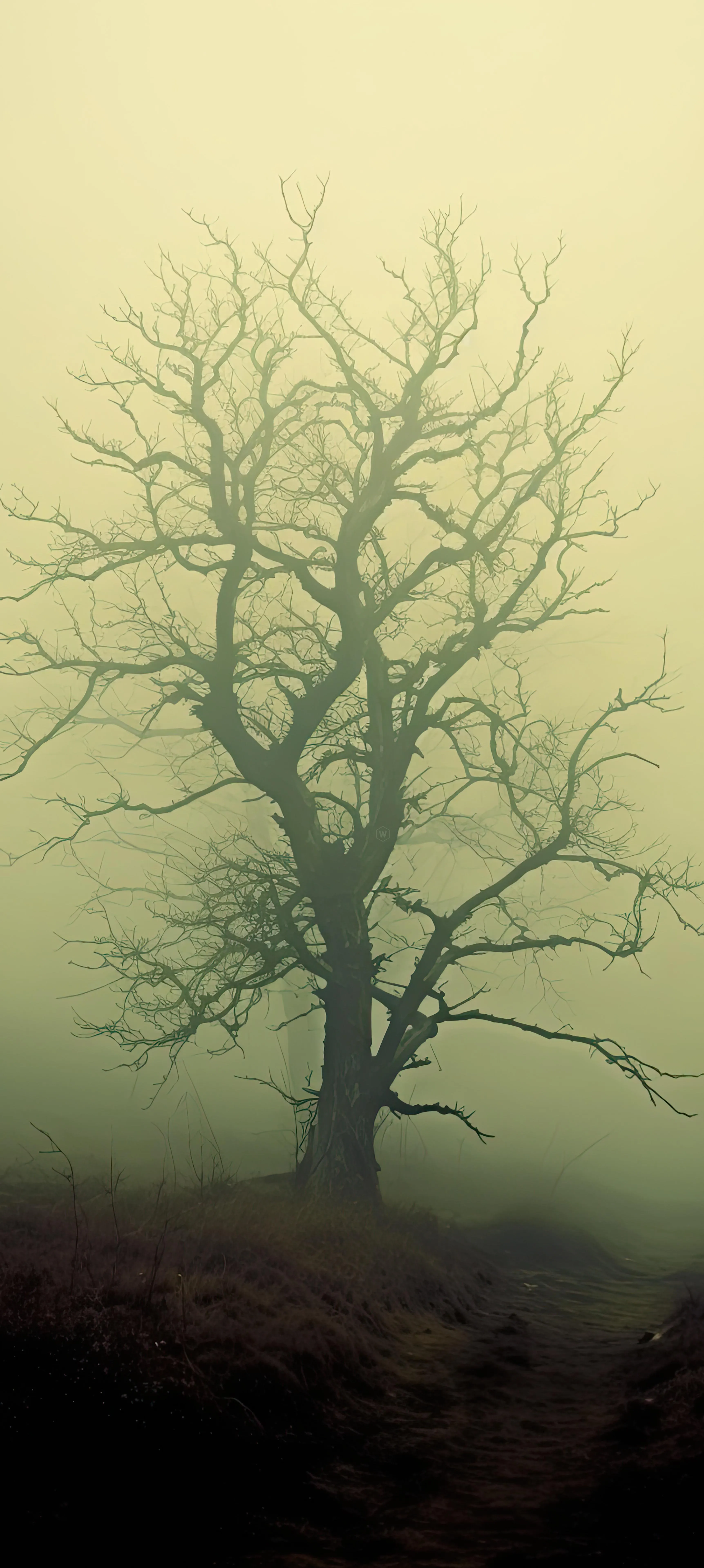 Lonely Bare Tree Silhouette in Foggy and Misty Landscape