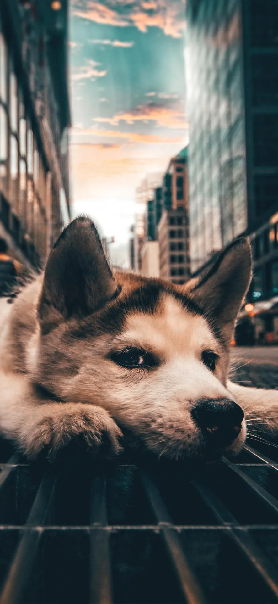 Lonely Dog Resting on City Street at Golden Sunset