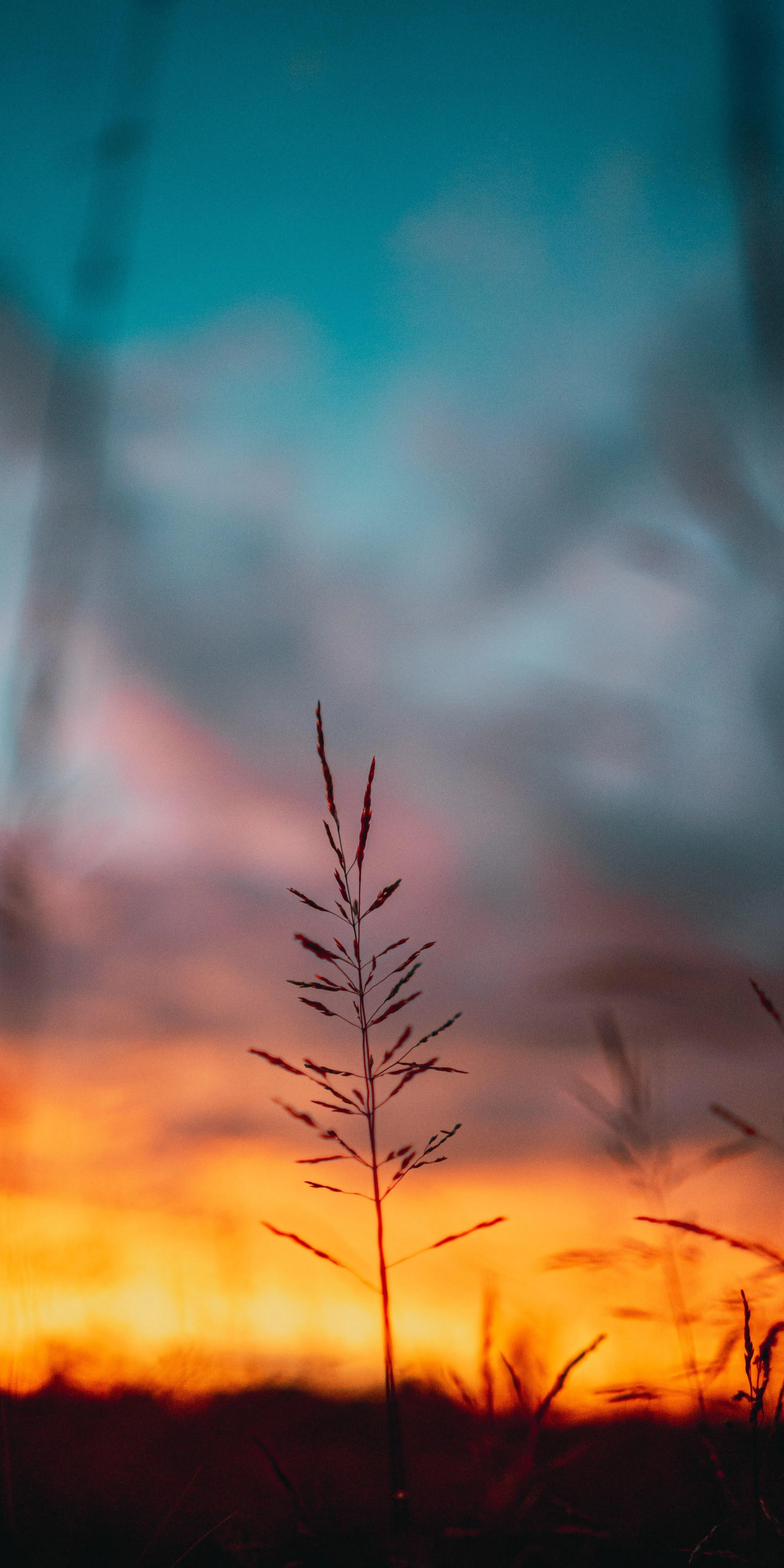 Lonely Plant Silhouette at Sunset with Orange Sky Wallpaper