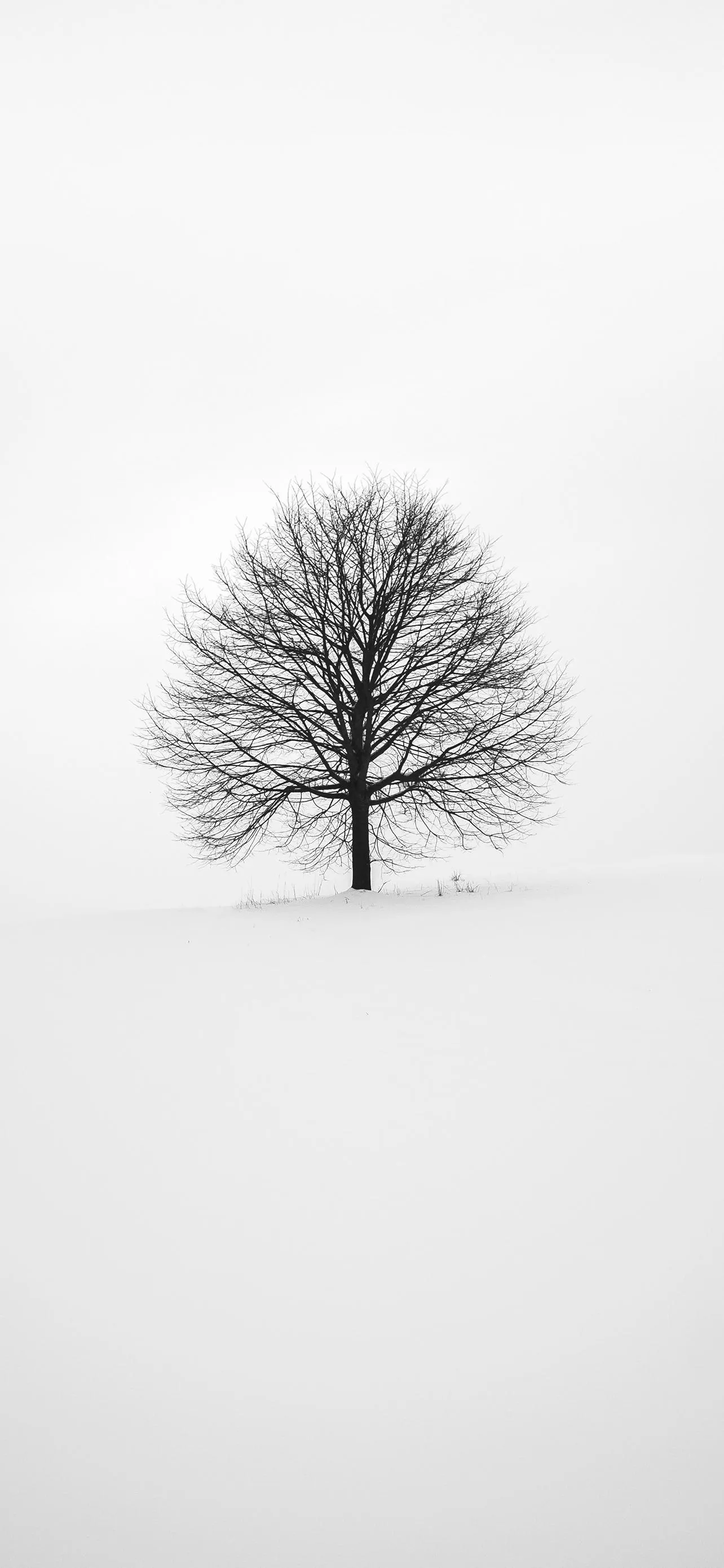 Lonely Tree in Snowy Field with Fog and White Background