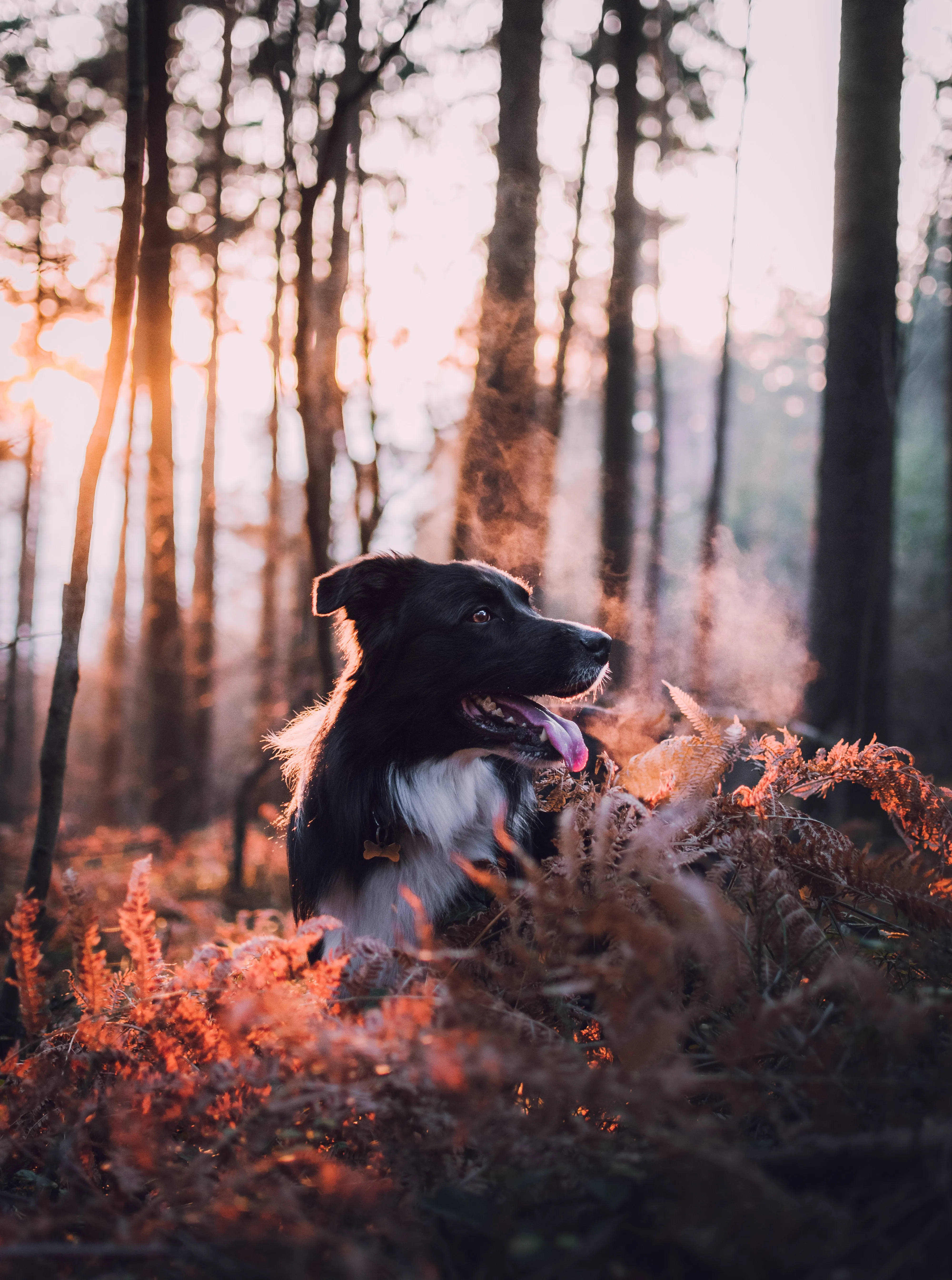 Loyal Dog Enjoys a Peaceful Morning Walk in the Forest