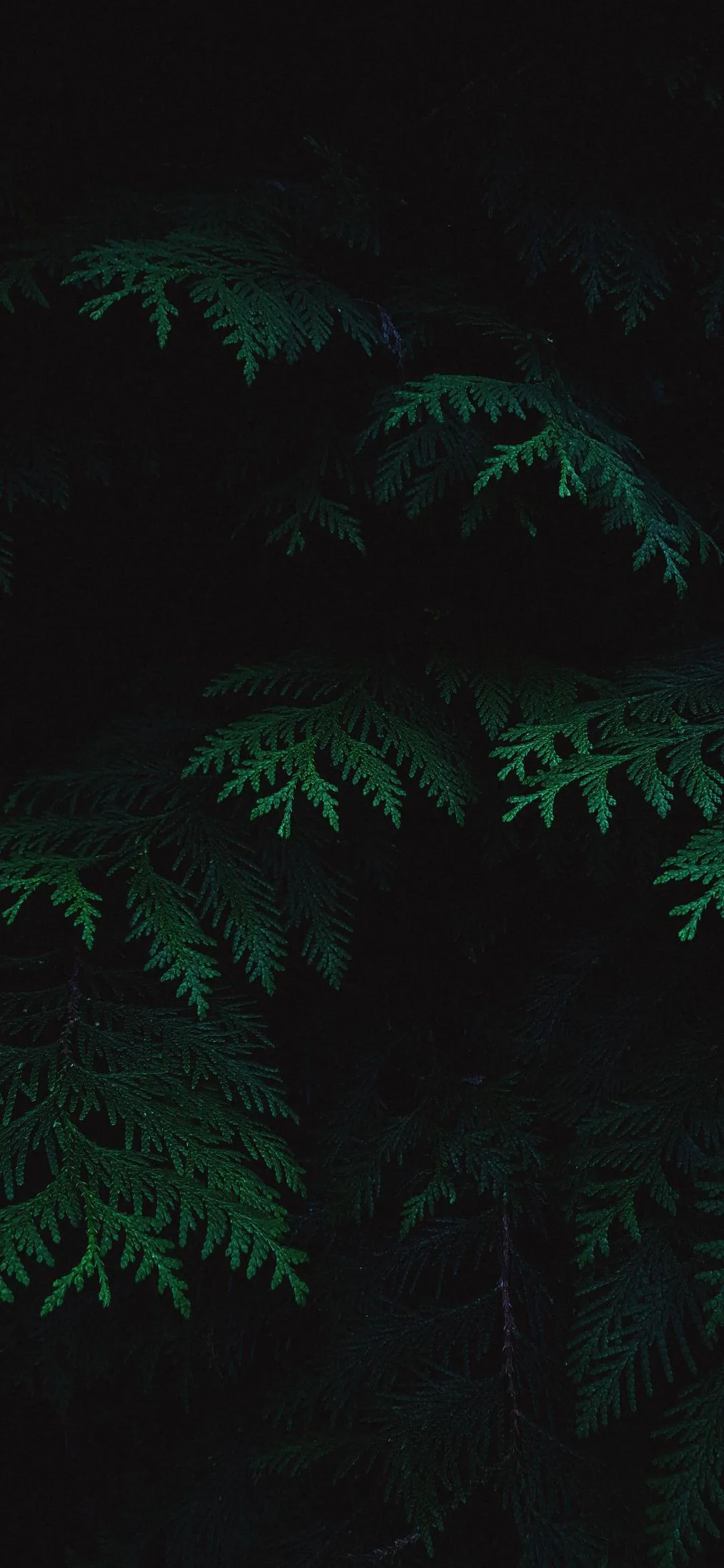 Lush Dark Leaves Background with Subtle Green Hue Wallpaper