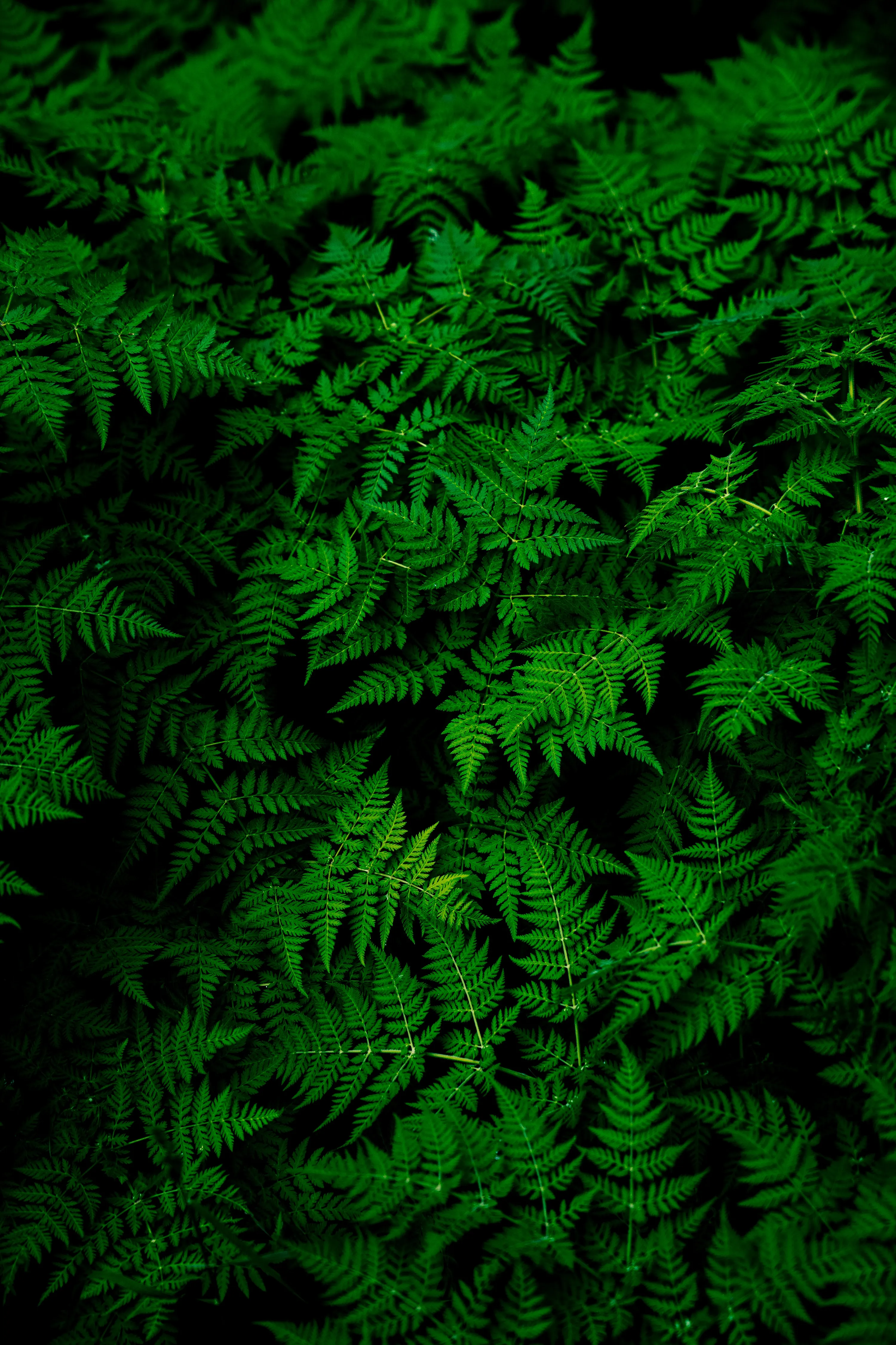 Lush Green Fern Leaves in Natural Forest Light Image