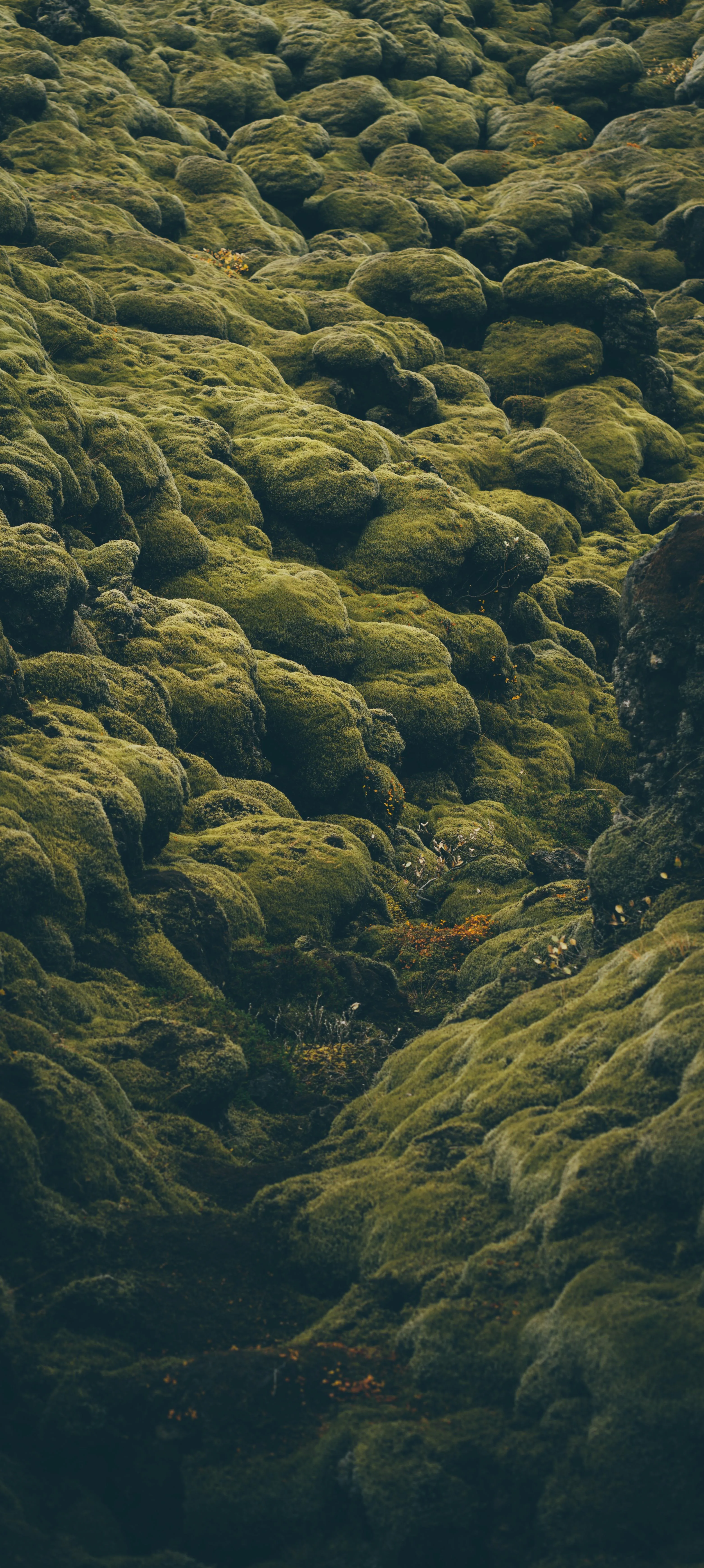 Lush Green Forest from Above with Dense Tree Canopy