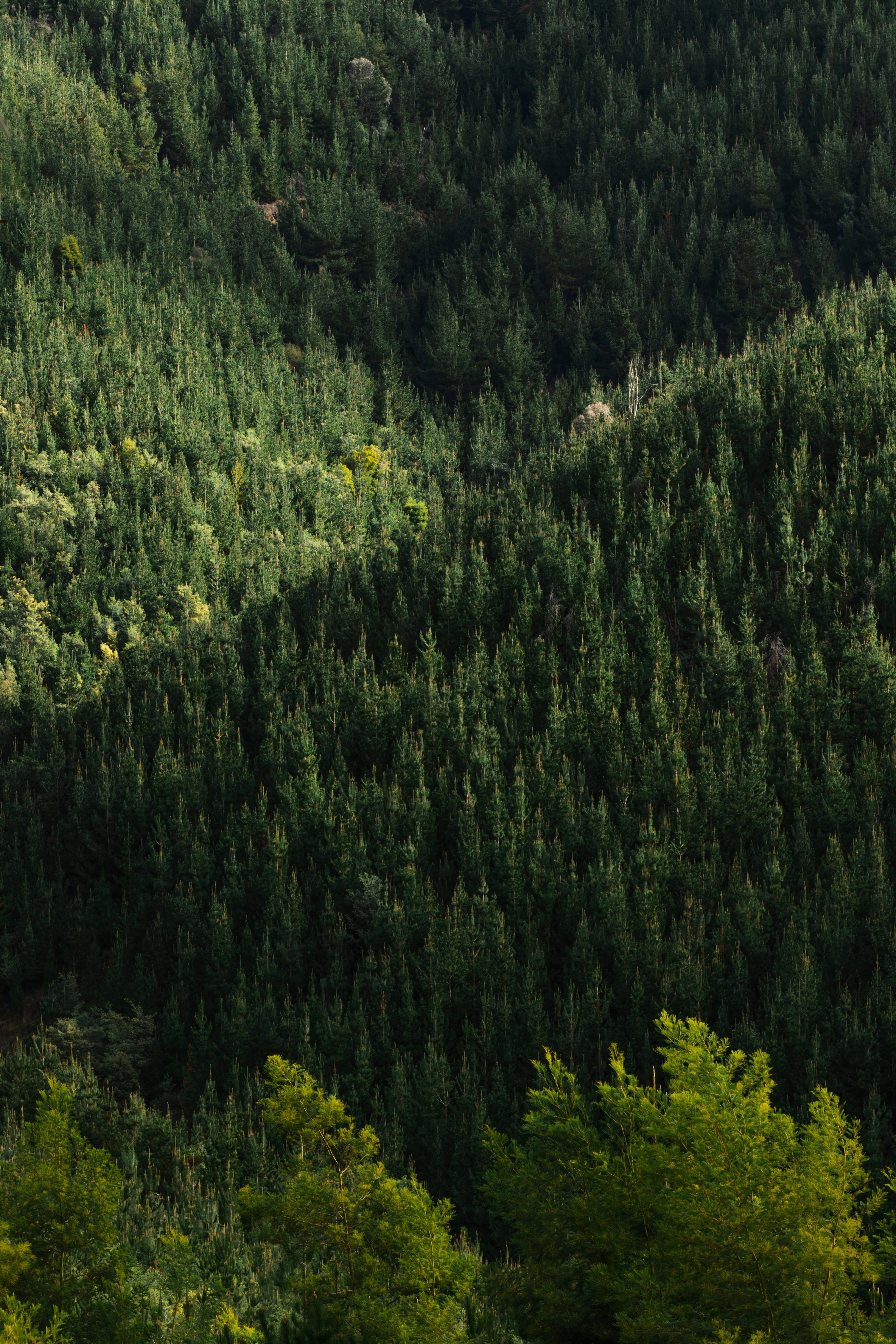 Lush Green Hillside Captured in Natural Light Wallpaper