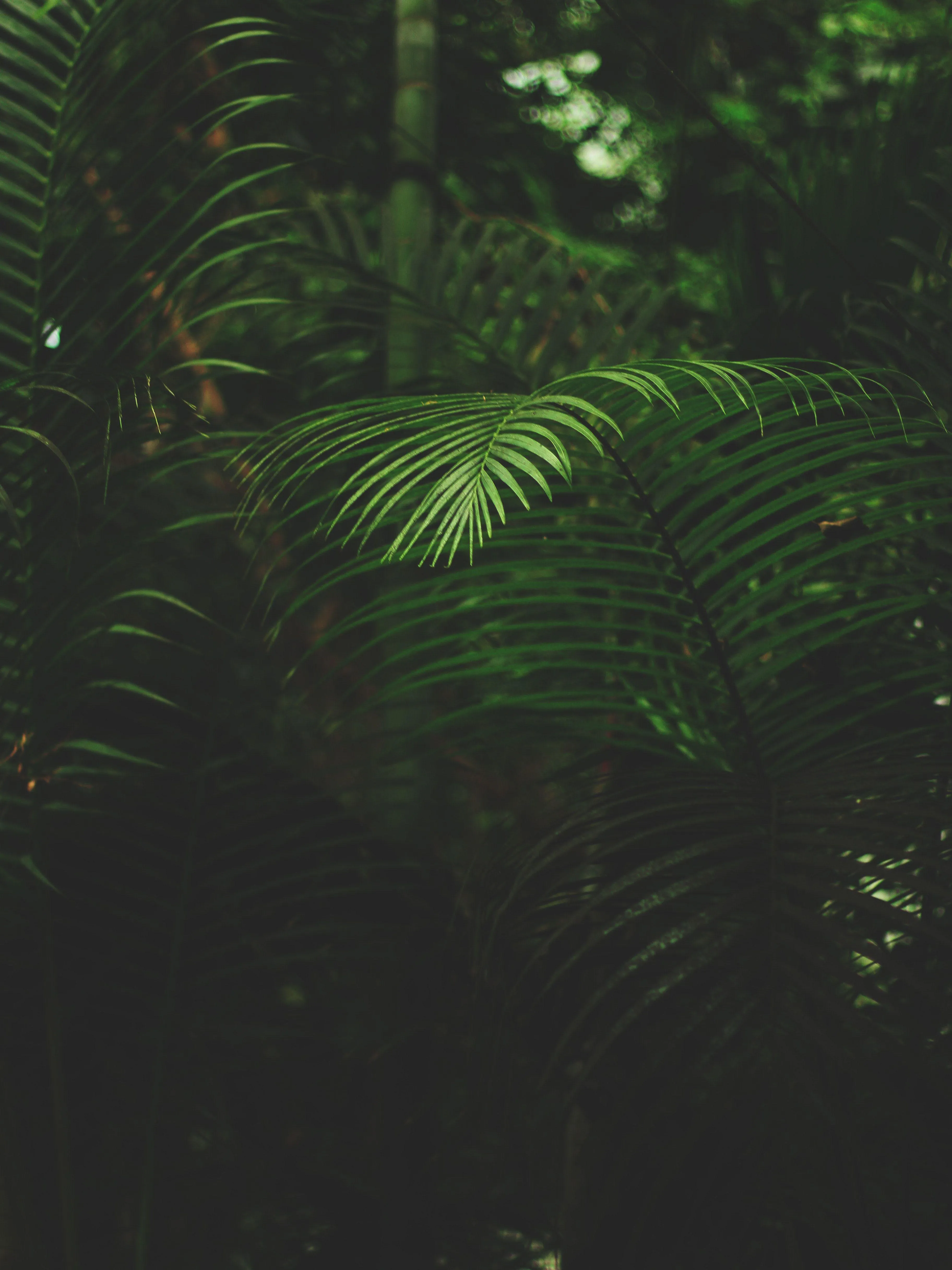 Lush Green Jungle Leaves Closeup for Pixel 9 Pro Wallpaper