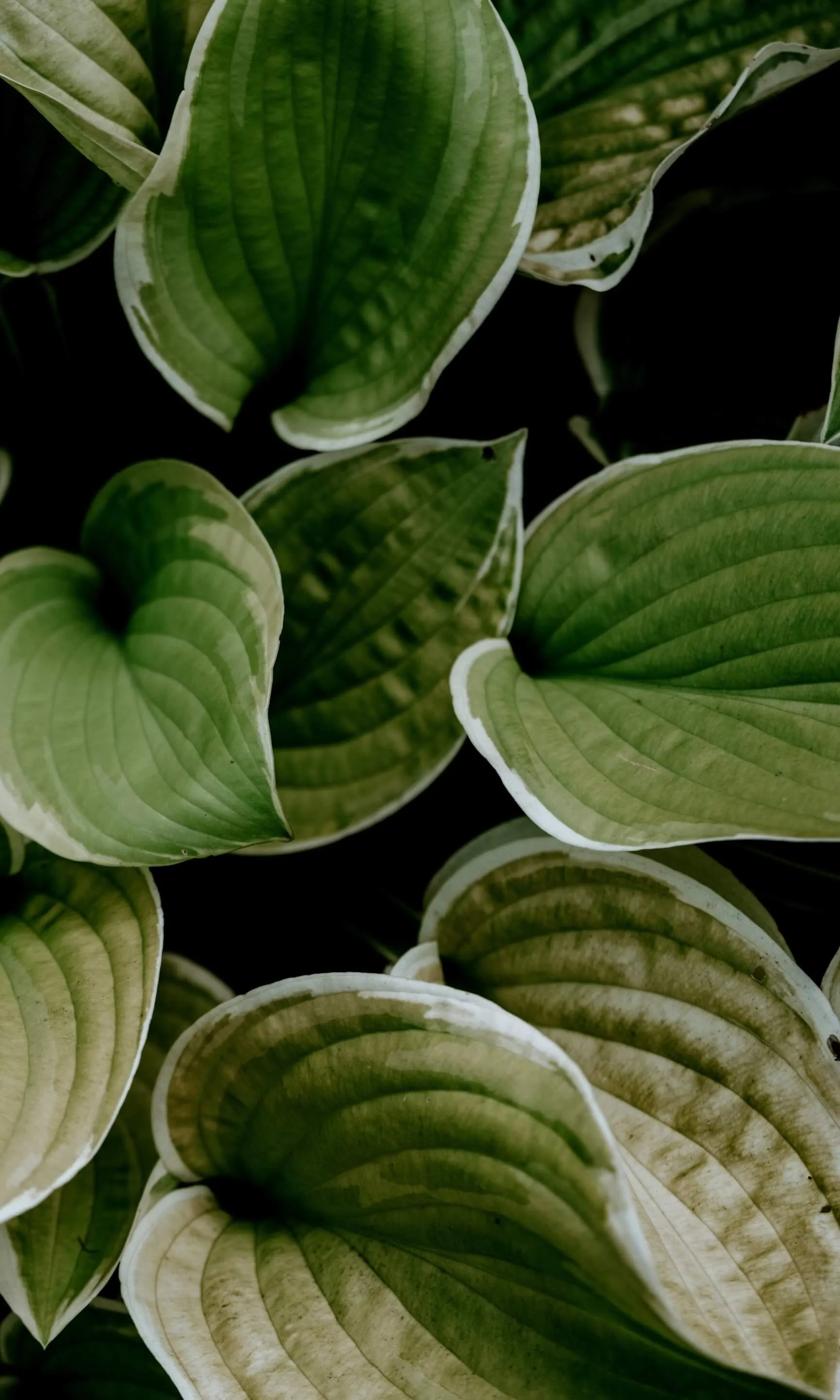 Lush Green Leaves Pattern for Fresh Nature Phone Wallpaper