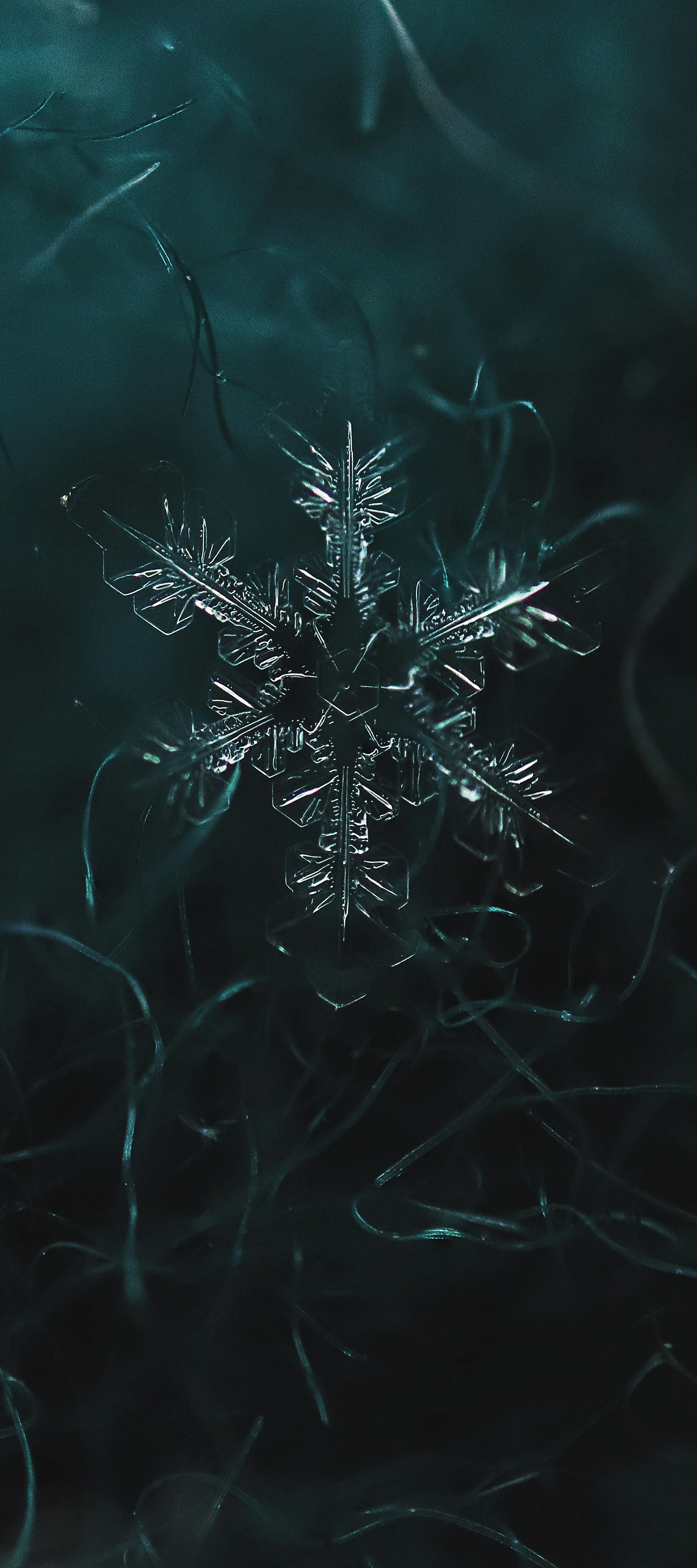 Macro Shot of a Single Snowflake on Dark Threads Wallpaper