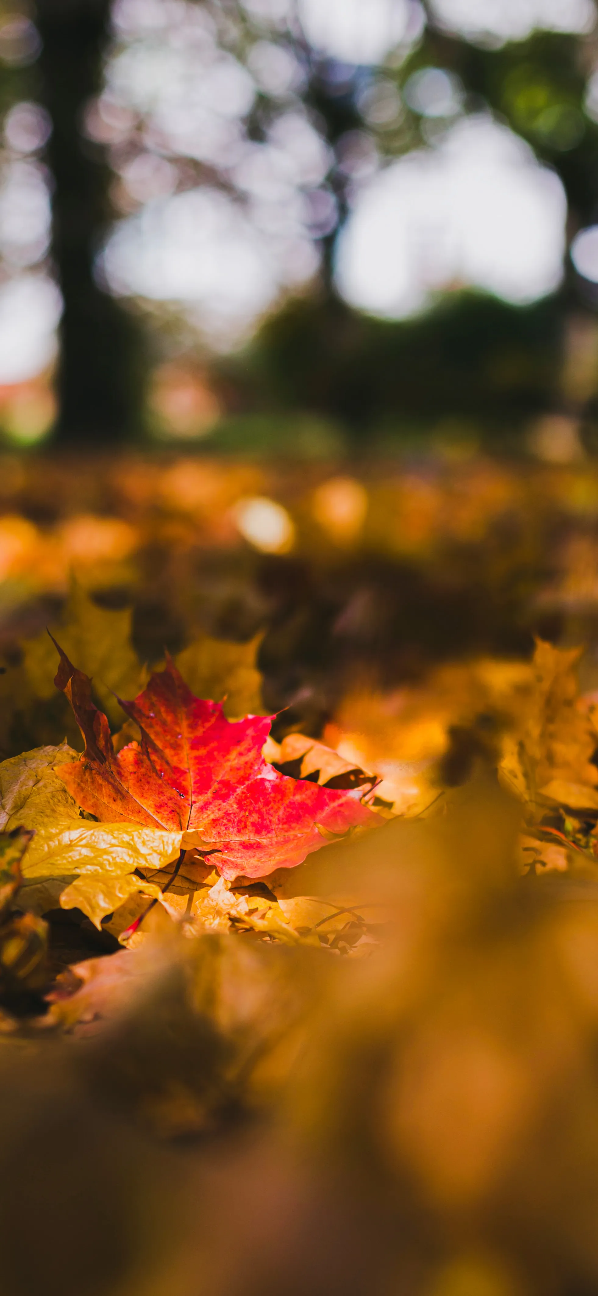 Macro Shot of Autumn Leaves on Forest Floor in Sunshine