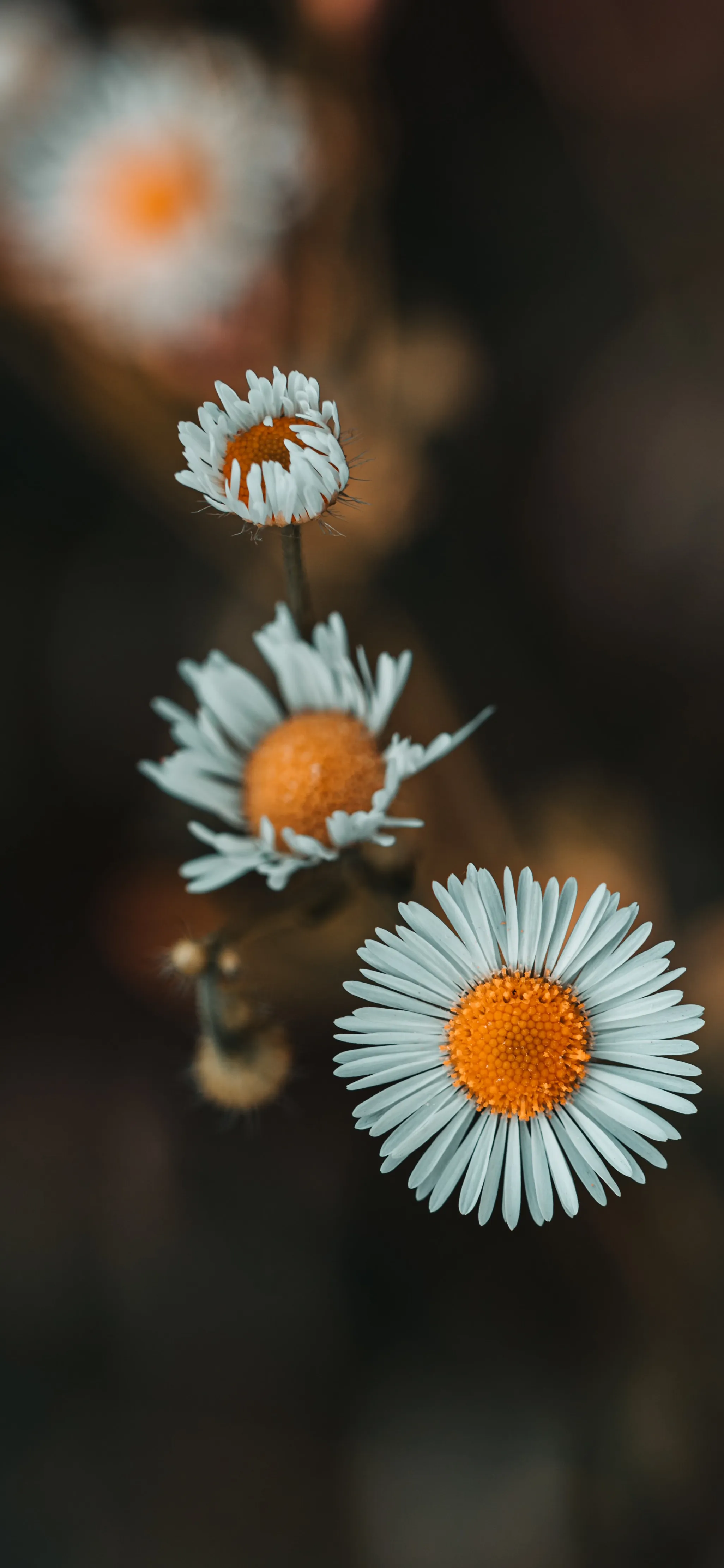 Macro Shot of Daisies with Soft Blurred Background Wallpaper