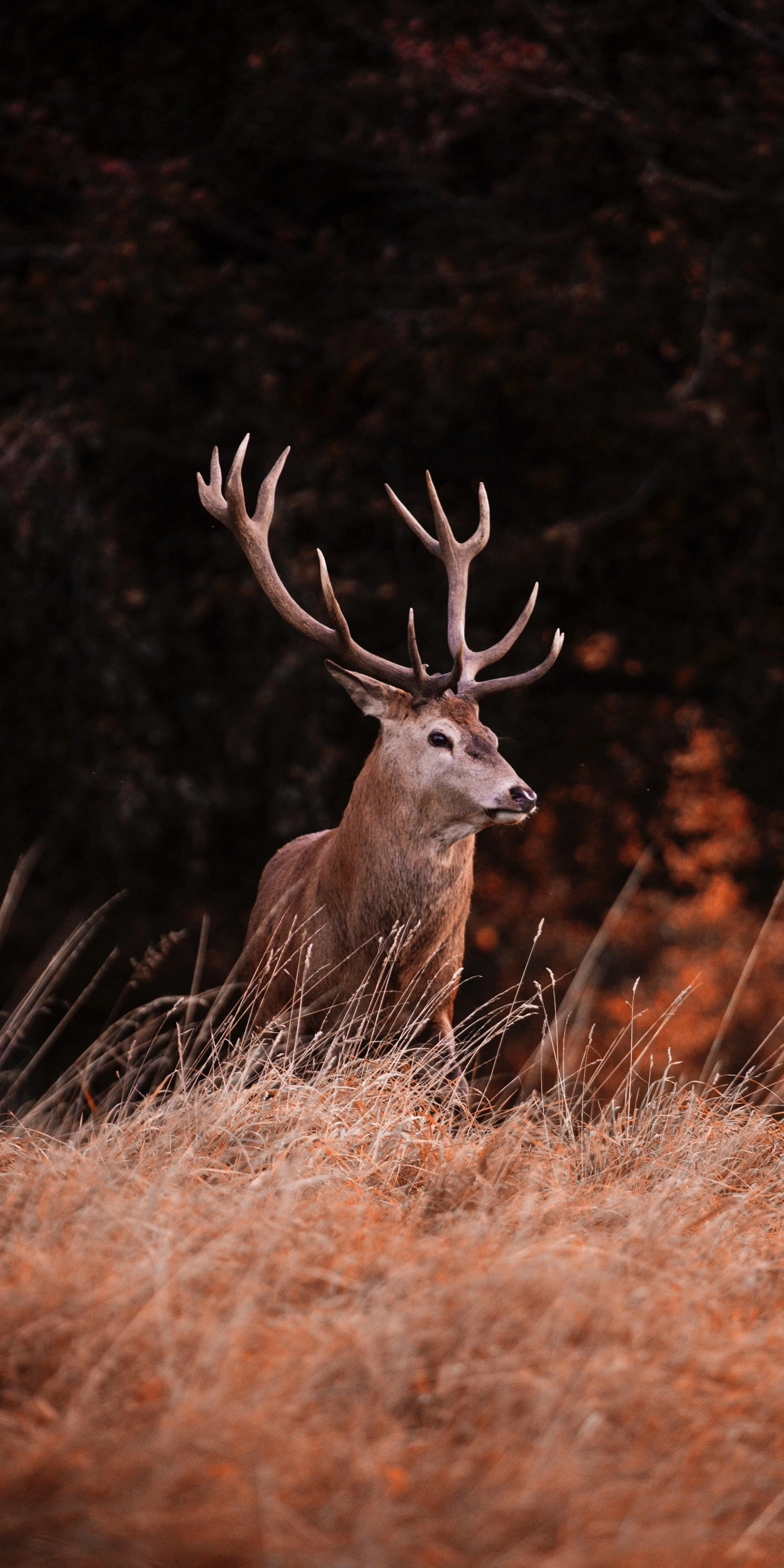 Majestic Deer Standing in Dry Grass Field During Autumn