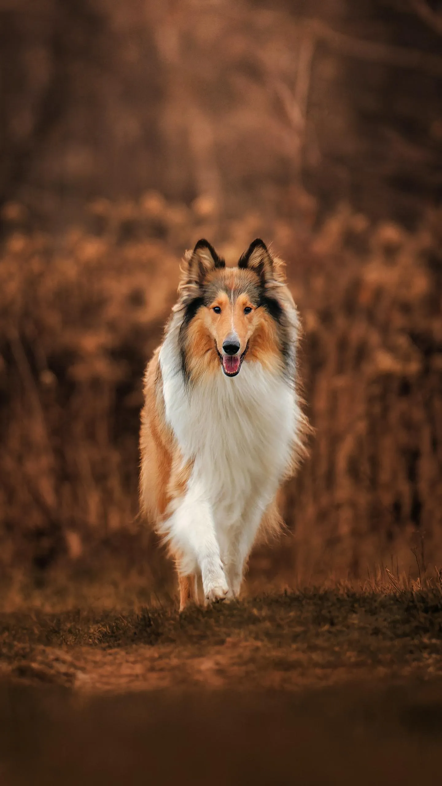 Majestic Dog Running Through Autumn Forest Path Wallpaper