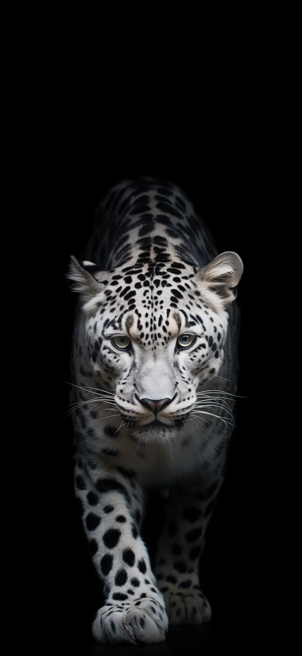Majestic Leopard in Black Background Photography Wallpaper