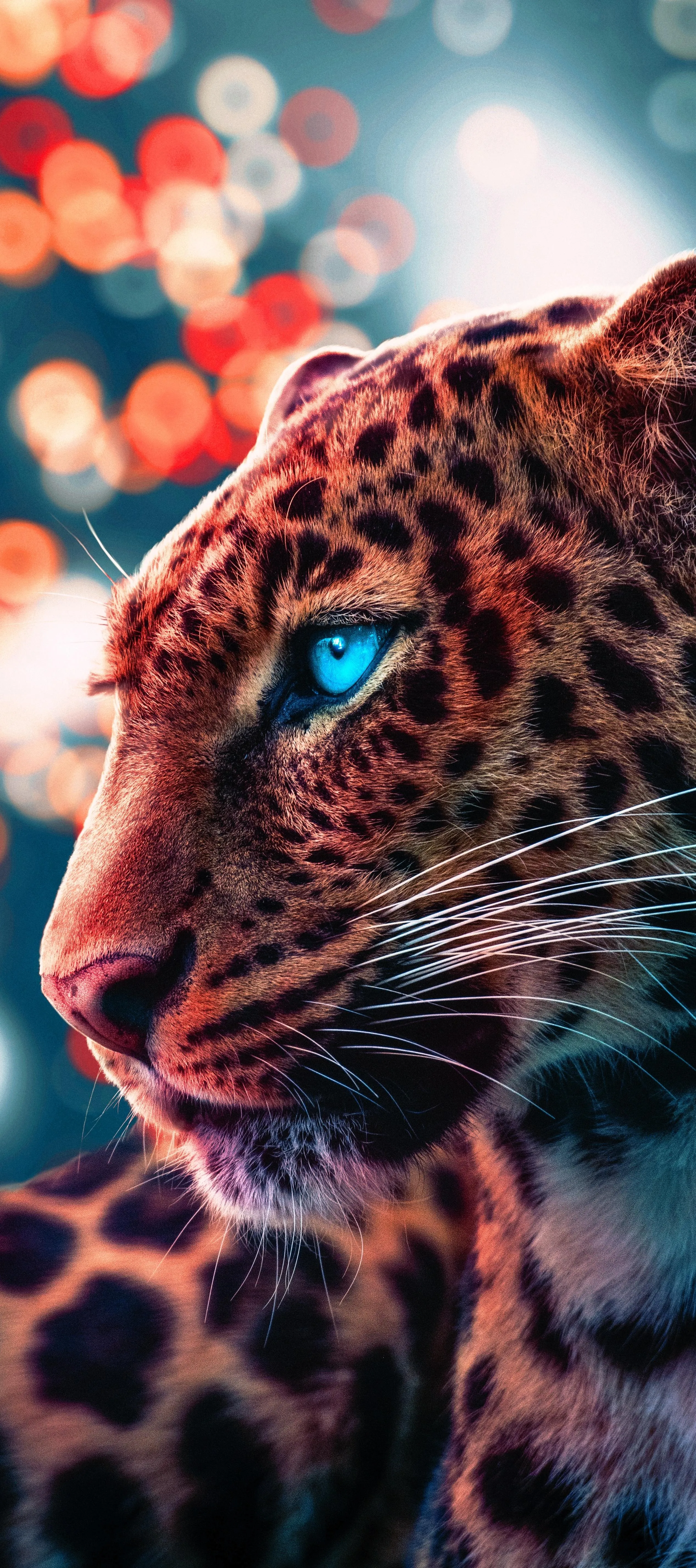 Majestic Leopard with Intense Blue Eyes Portrait Wallpaper