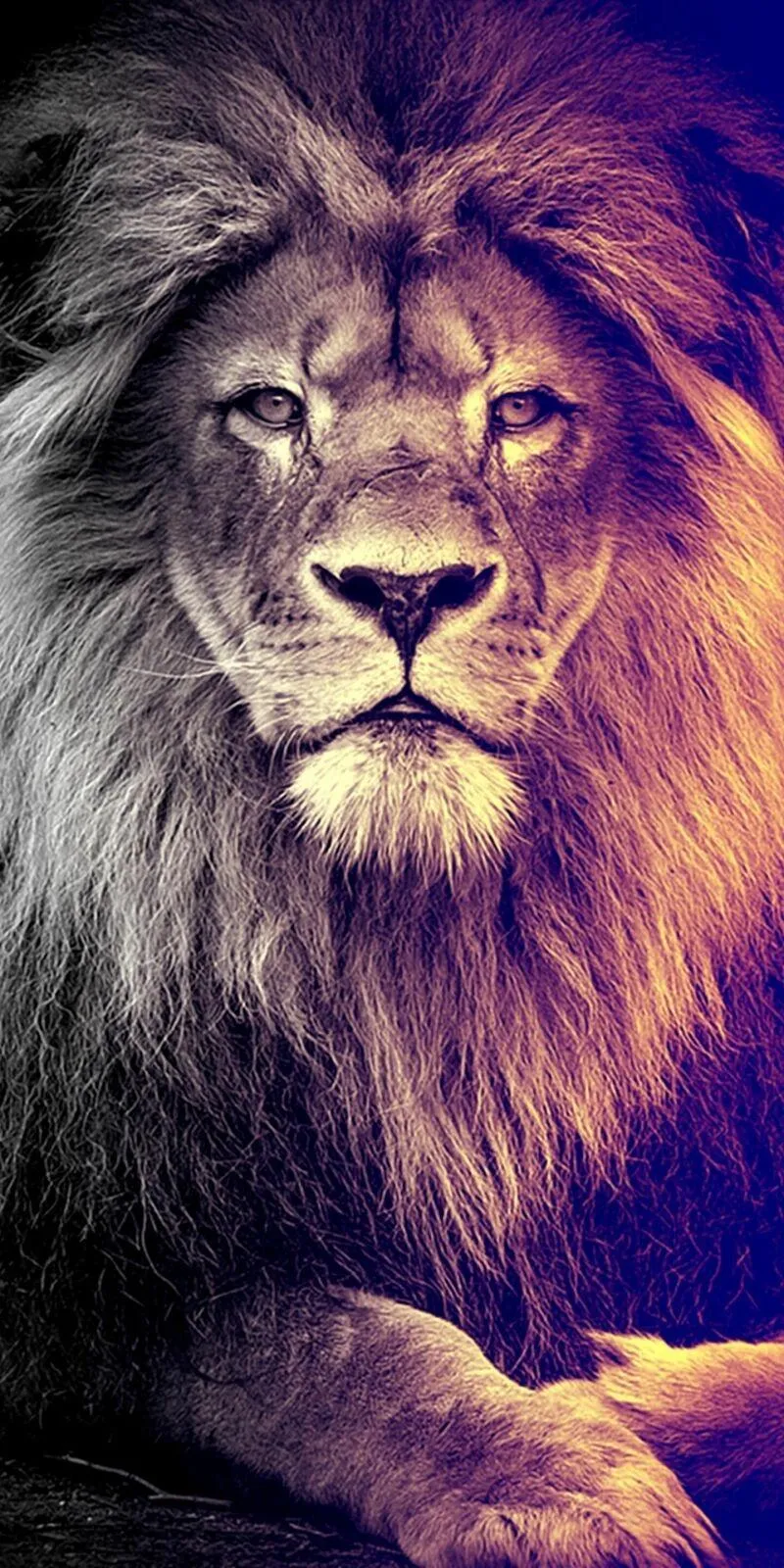 Majestic Lion Portrait in Deep Blue and Purple Lighting