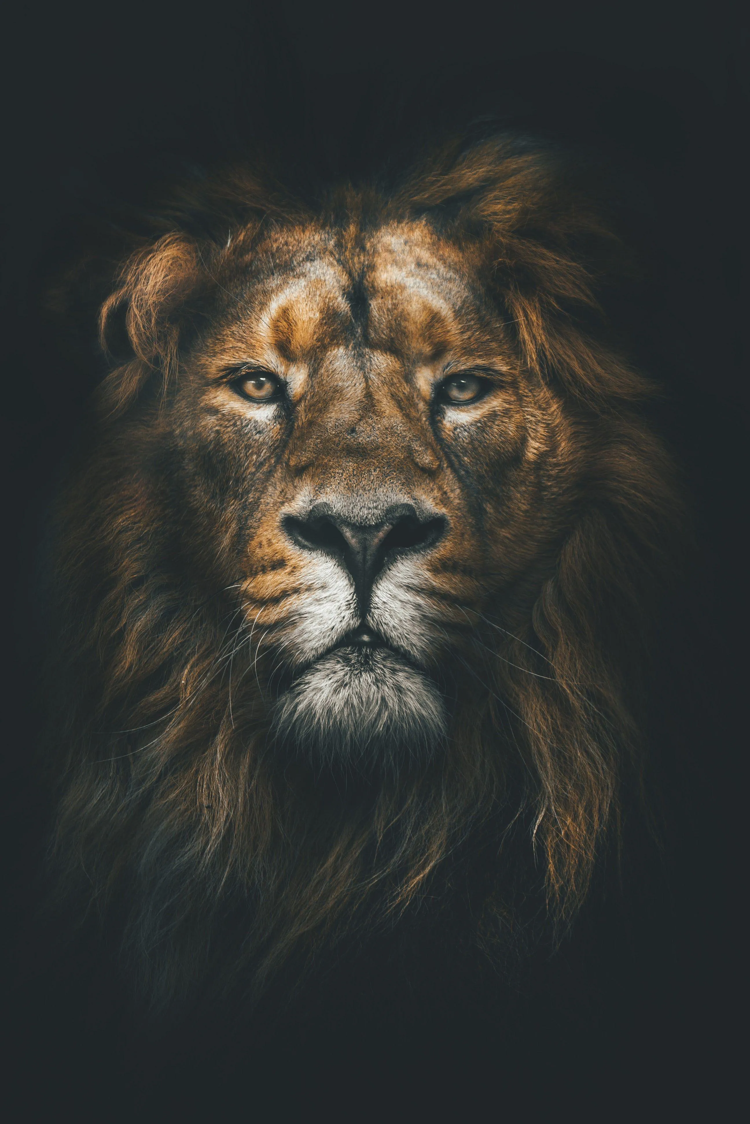 Majestic Lion Portrait Revealing Strength Through Soft Light