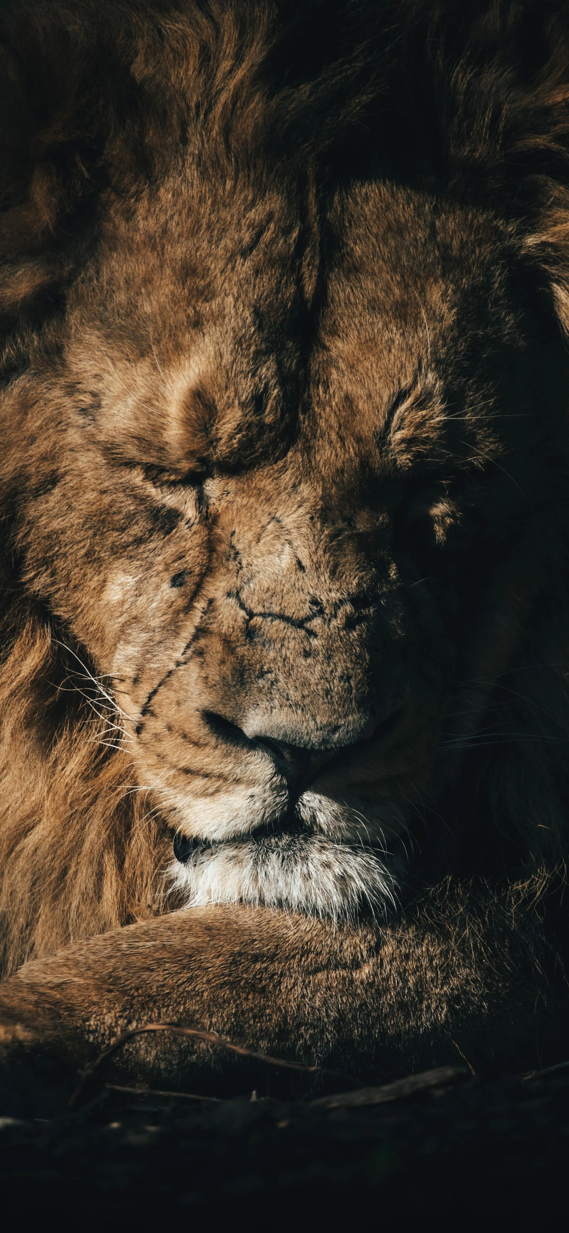 Majestic Lion Portrait with Intense Golden Lighting Image