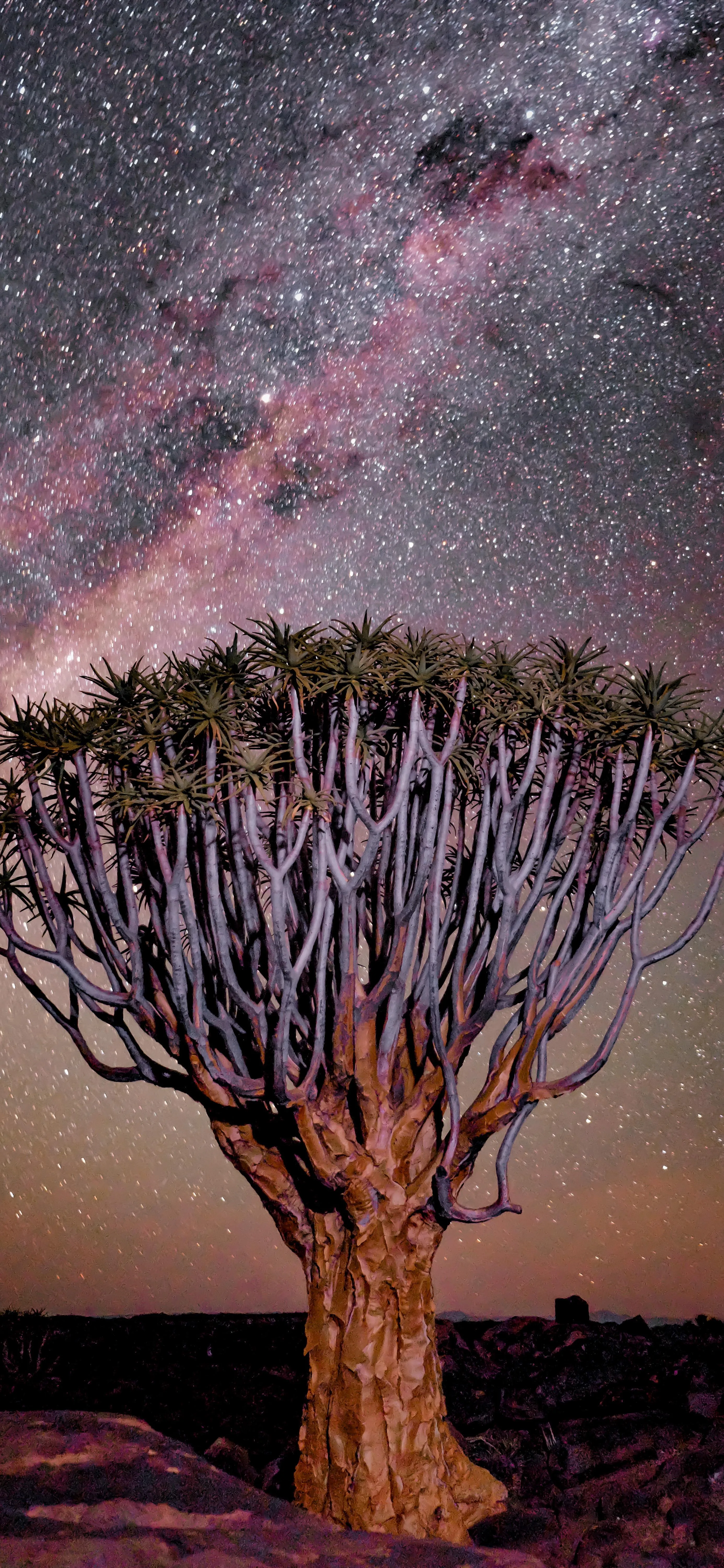 Majestic Tree Under Milky Way Stars in Night Sky Wallpaper