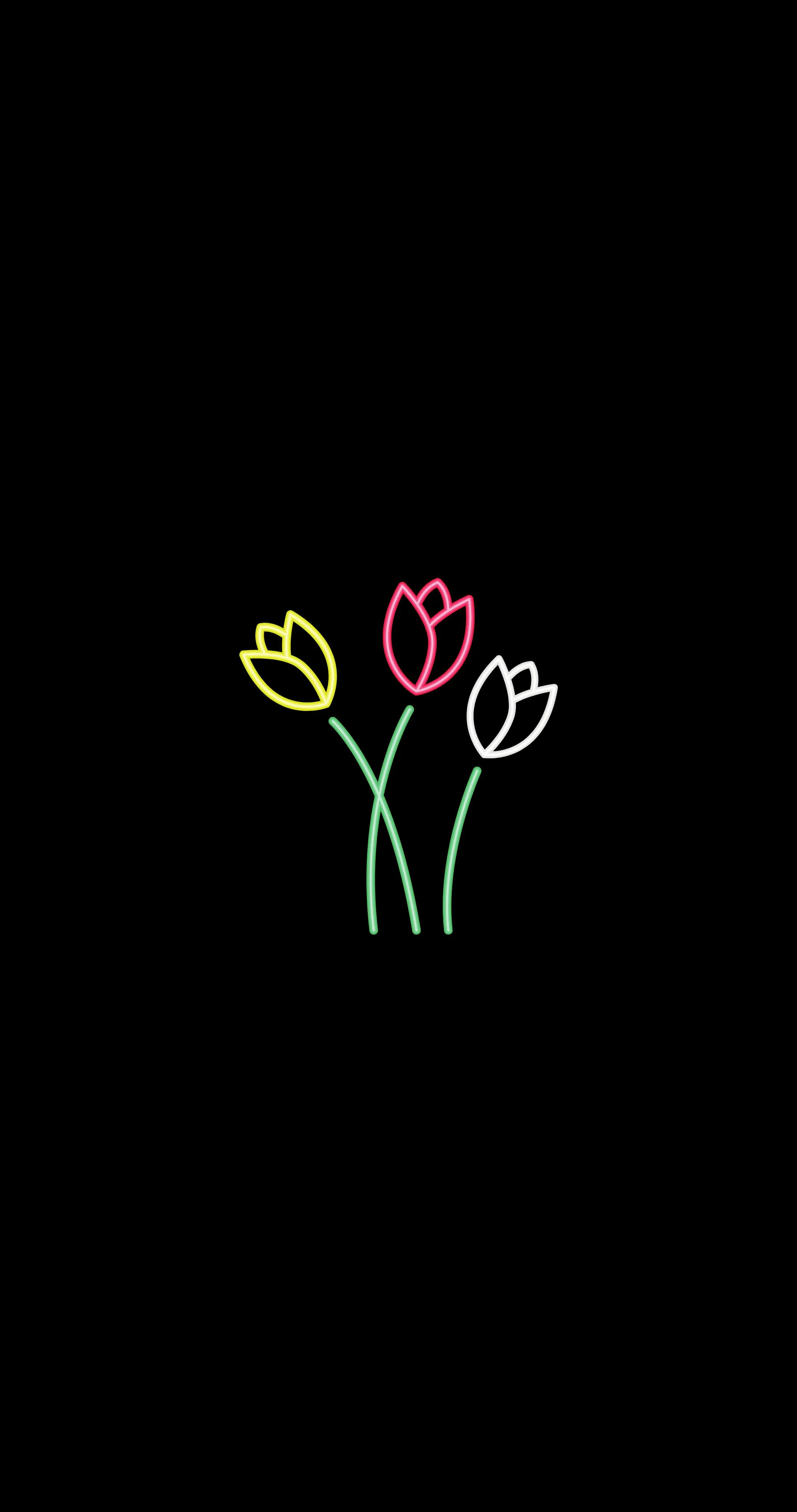 Minimal Black Background with Colourful Tulip Bouquet